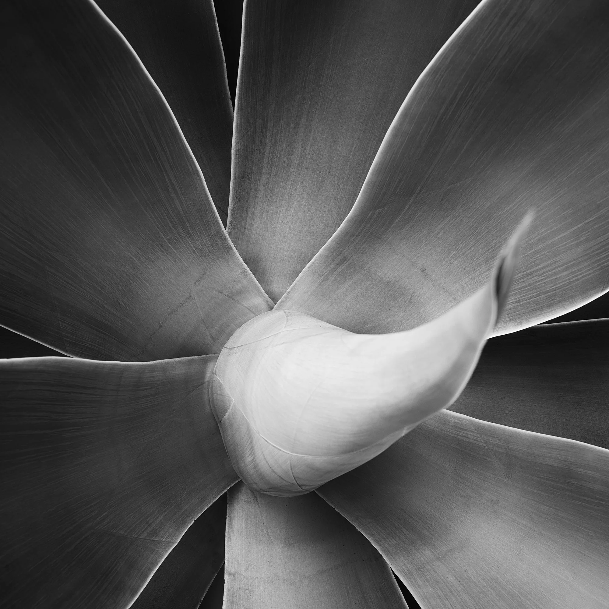 Abstract black-and-white macro photograph of a flower with layered petals and soft tonal gradients, Detail 3