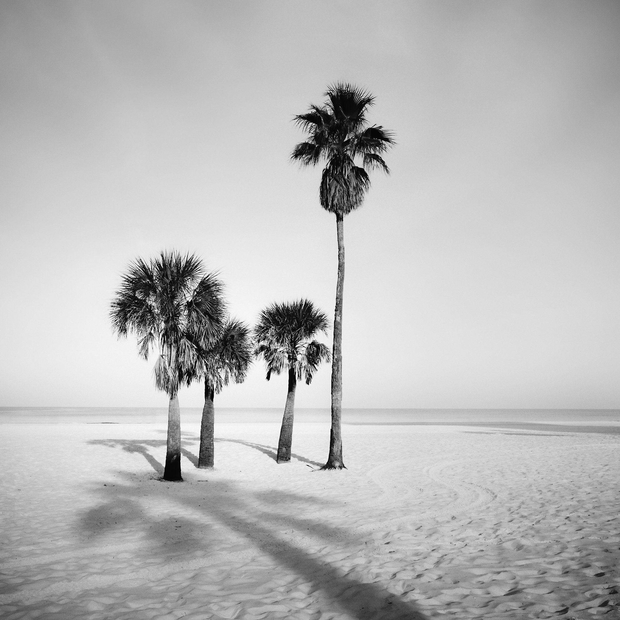 Palm Beach Study 6, an analogue black-and-white photograph of four palm trees on a deserted Florida beach by Gerald Berghammer.