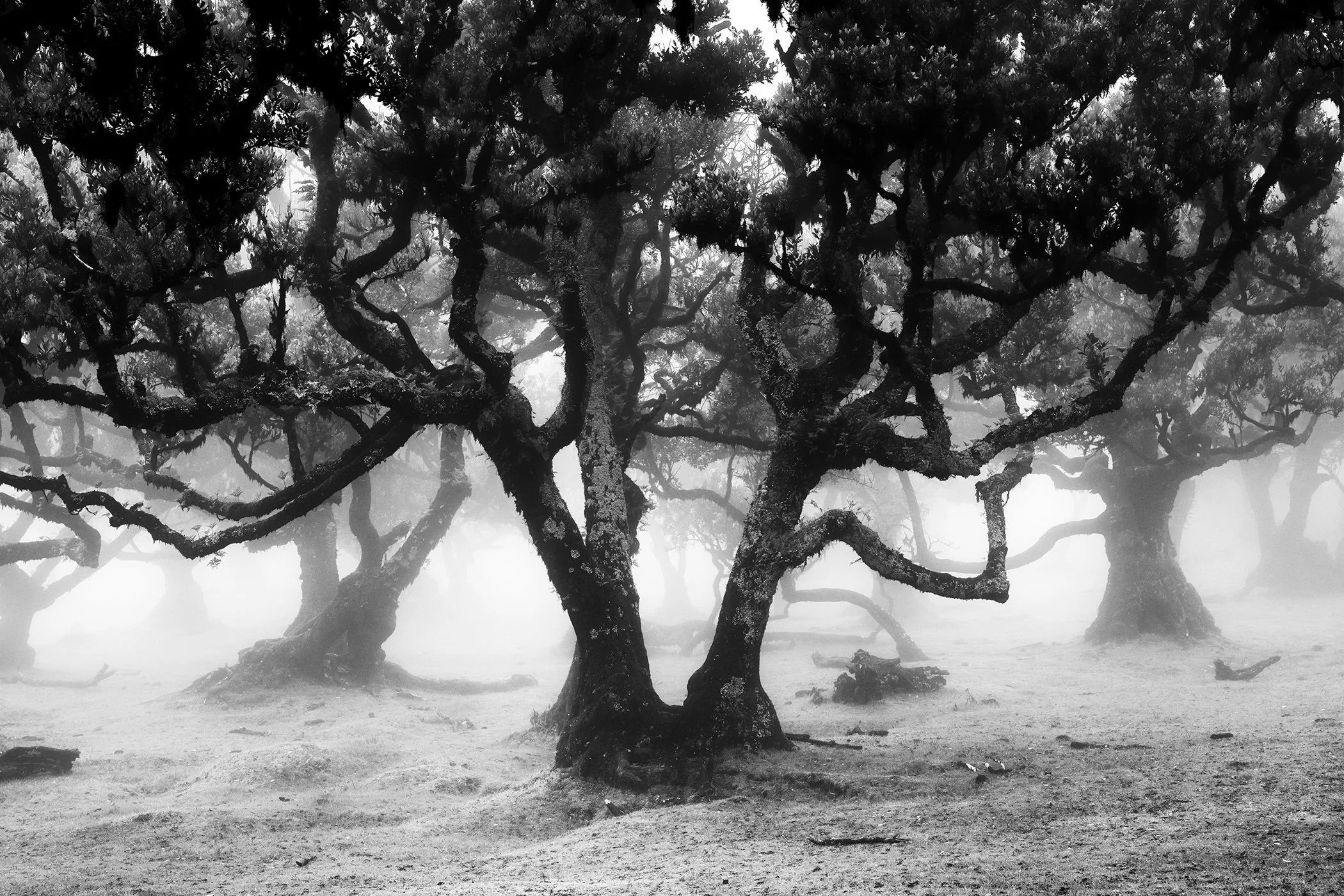 Foggy woodland with gnarled tree branches in black and white