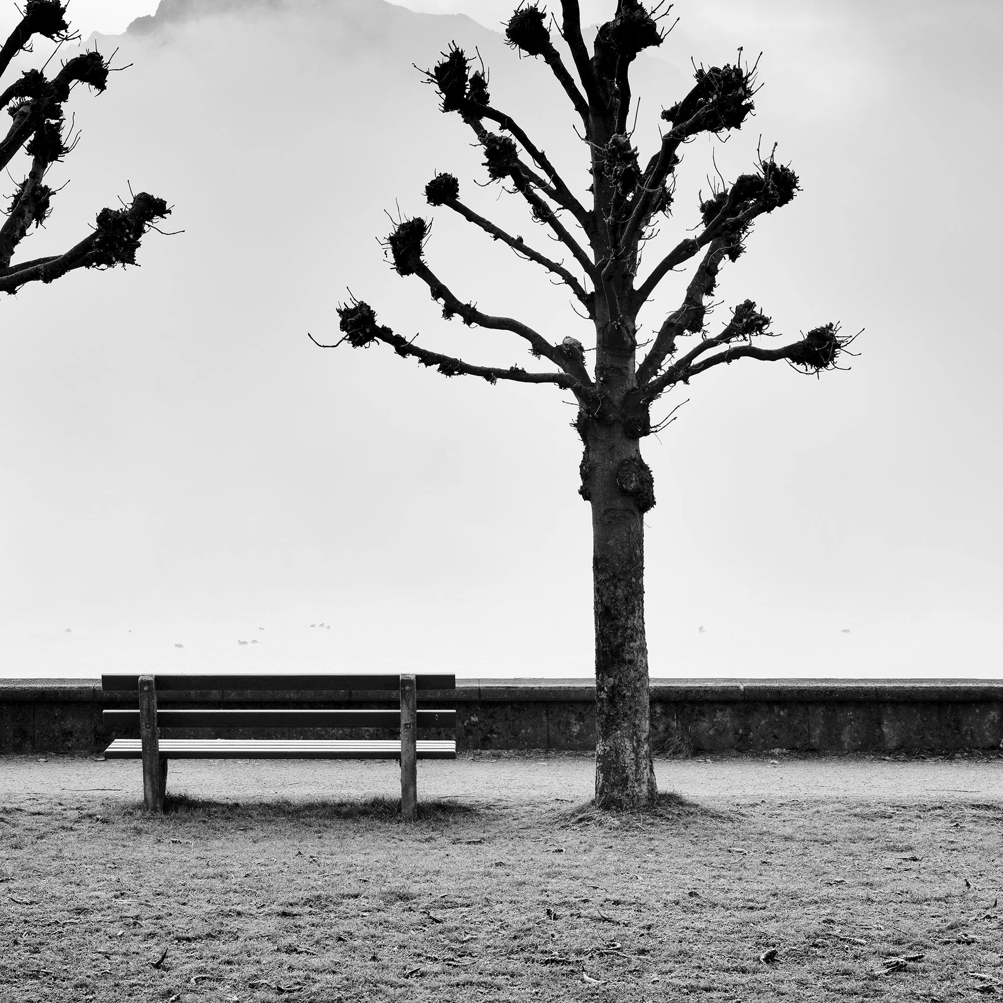 Chestnut Trees Along the Promenade by Gerald Berghammer, black-and-white detail of a sculptural chestnut tree and bench on the lakeside promenade.