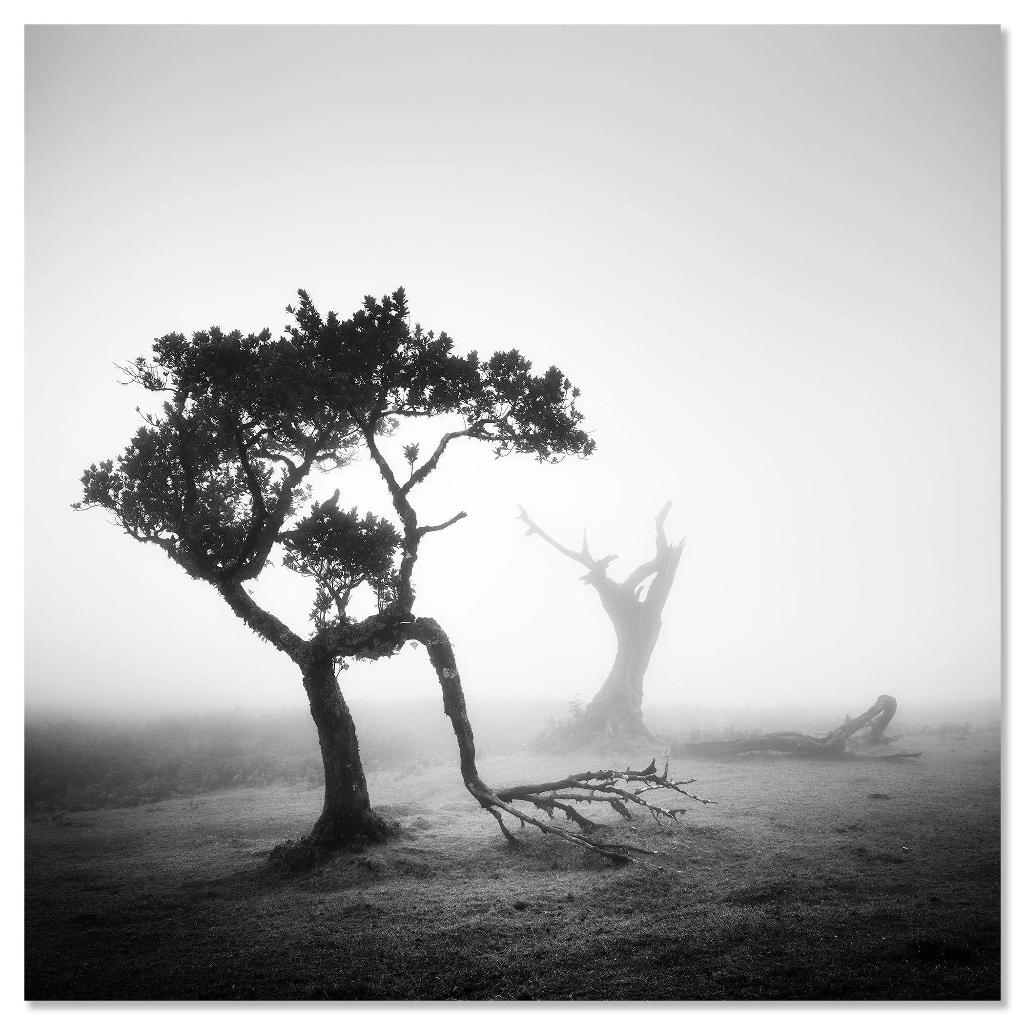 Monochrome mystic landscape photograph showing two bare trees in fog on Madeira, with one tree tilted and partly down – dibond frameless