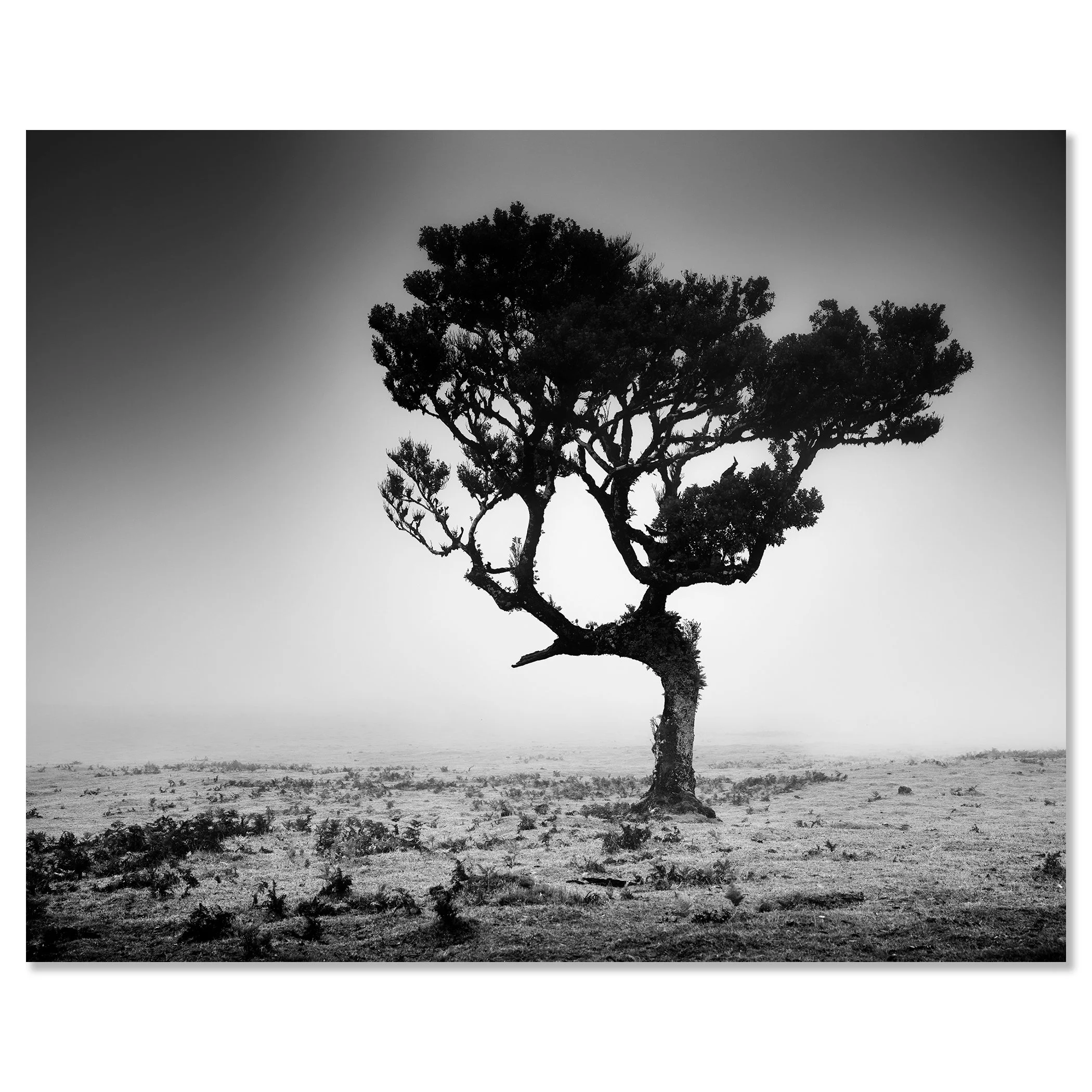 Solitary twisted-branched tree on a flat, sparse landscape, black-and-white fine art photograph – dibond frameless