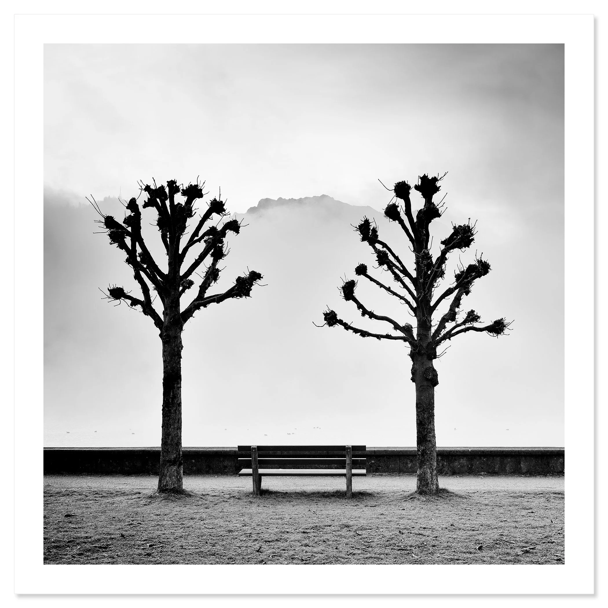 Chestnut Trees Along the Promenade by Gerald Berghammer, black-and-white archival fine art print with white border.