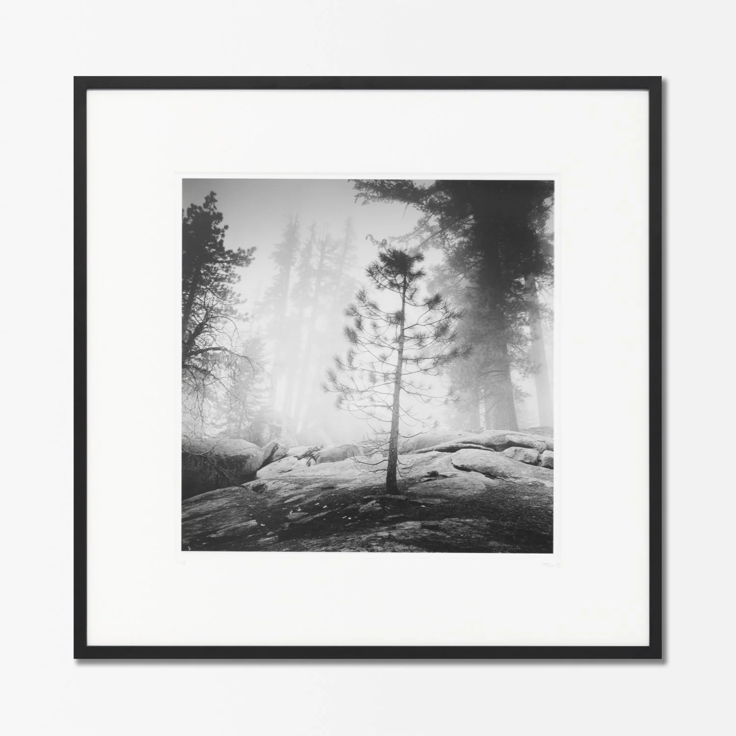 Gerald Berghammer – Into the Wild, black-and-white fine art photograph of a solitary pine tree on granite rocks in a misty California forest.