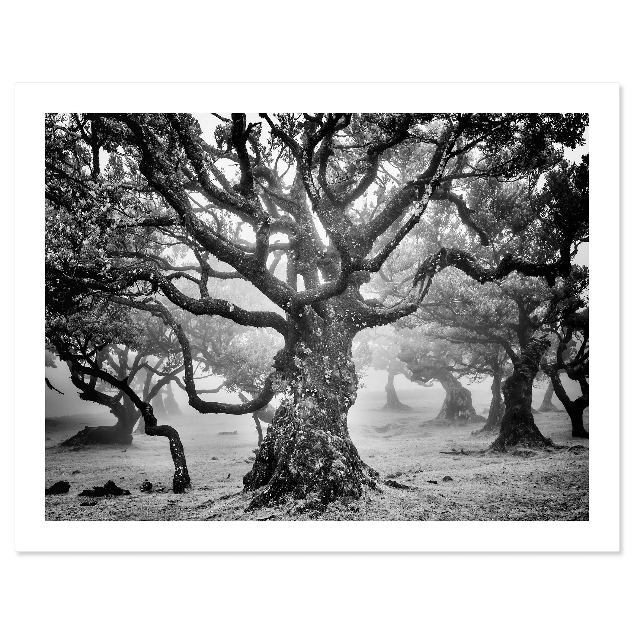 Ancient Laurisilva Forest Study 7 by Gerald Berghammer, black-and-white fine art print of an ancient laurel tree in Madeira, presented with a white border.