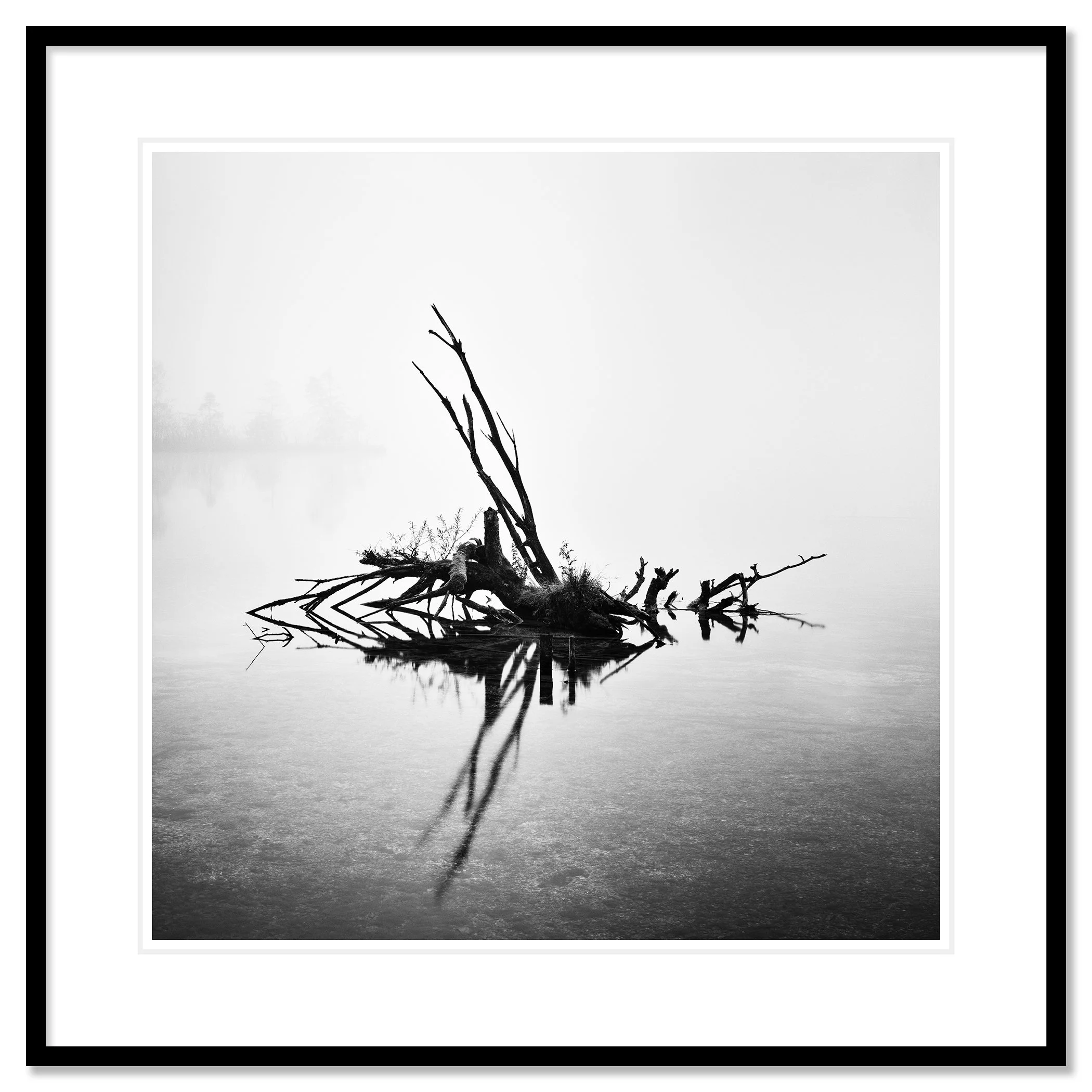 Fallen Tree Study 1 by Gerald Berghammer, black-and-white fine art photograph presented in a black aluminium frame with a white mount.