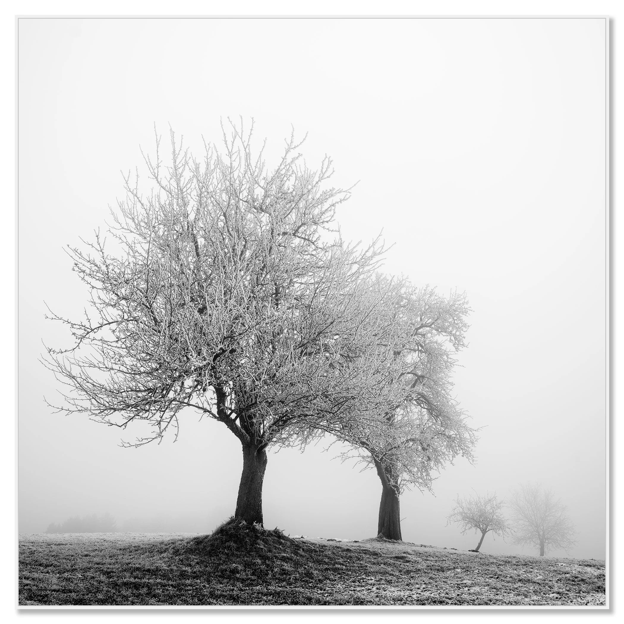 Black and white photo of frost-covered trees standing in a foggy winter field – framed ArtBox white