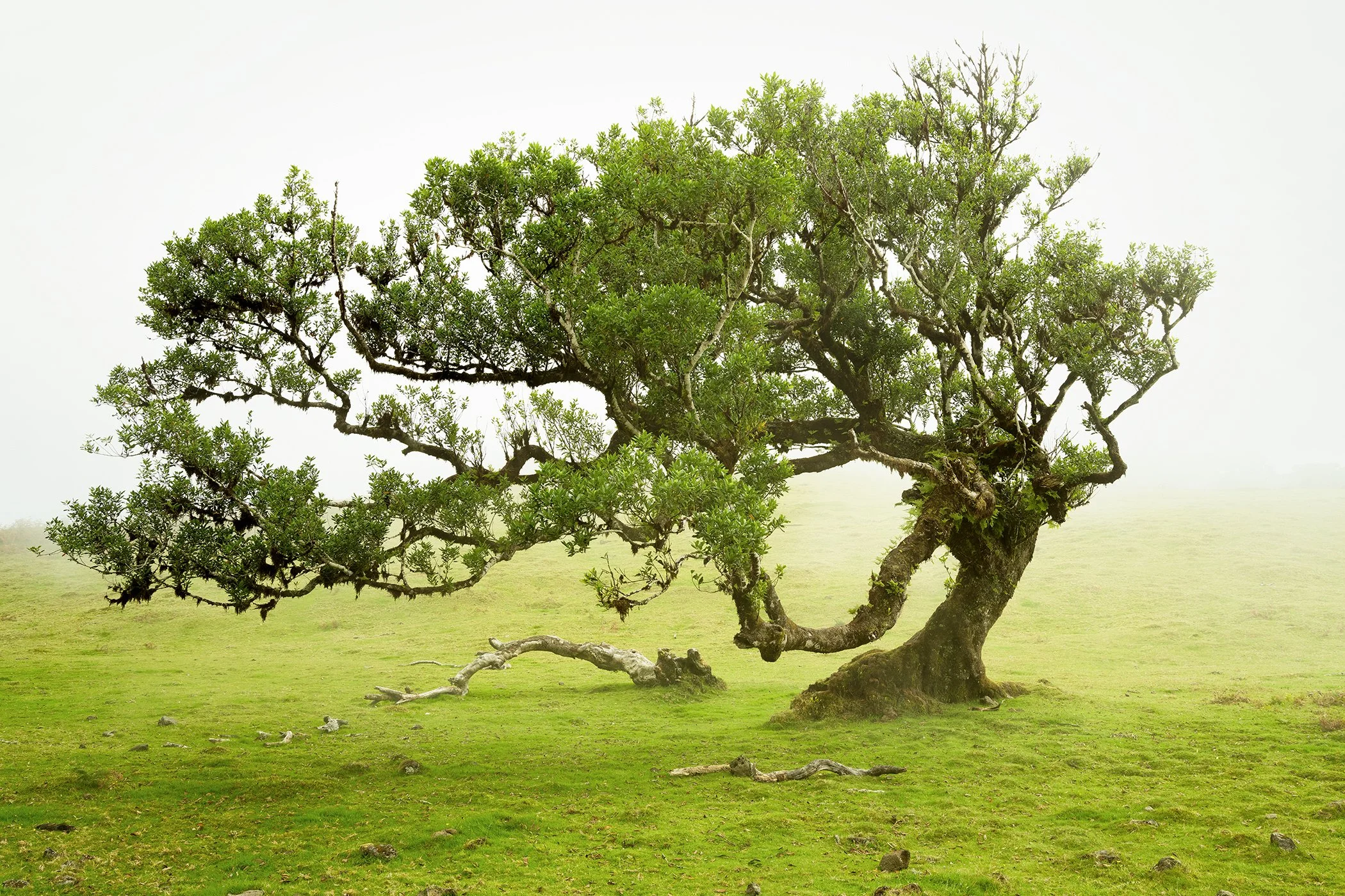 © 2021 Gerald Berghammer - Sculptural wind-shaped tree standing in a misty green meadow