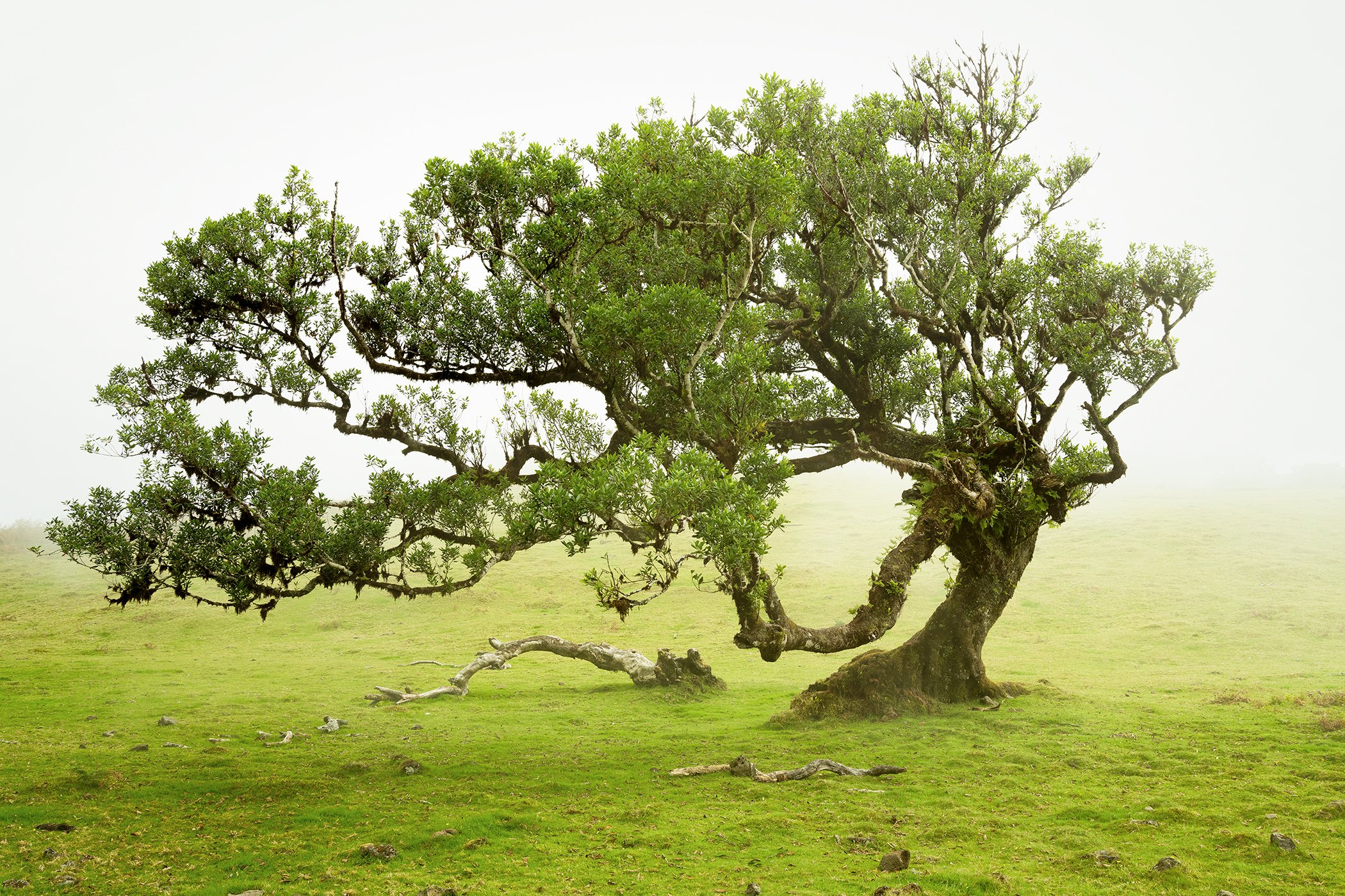 Sculptural wind-shaped tree standing in a misty green meadow, Madeira
