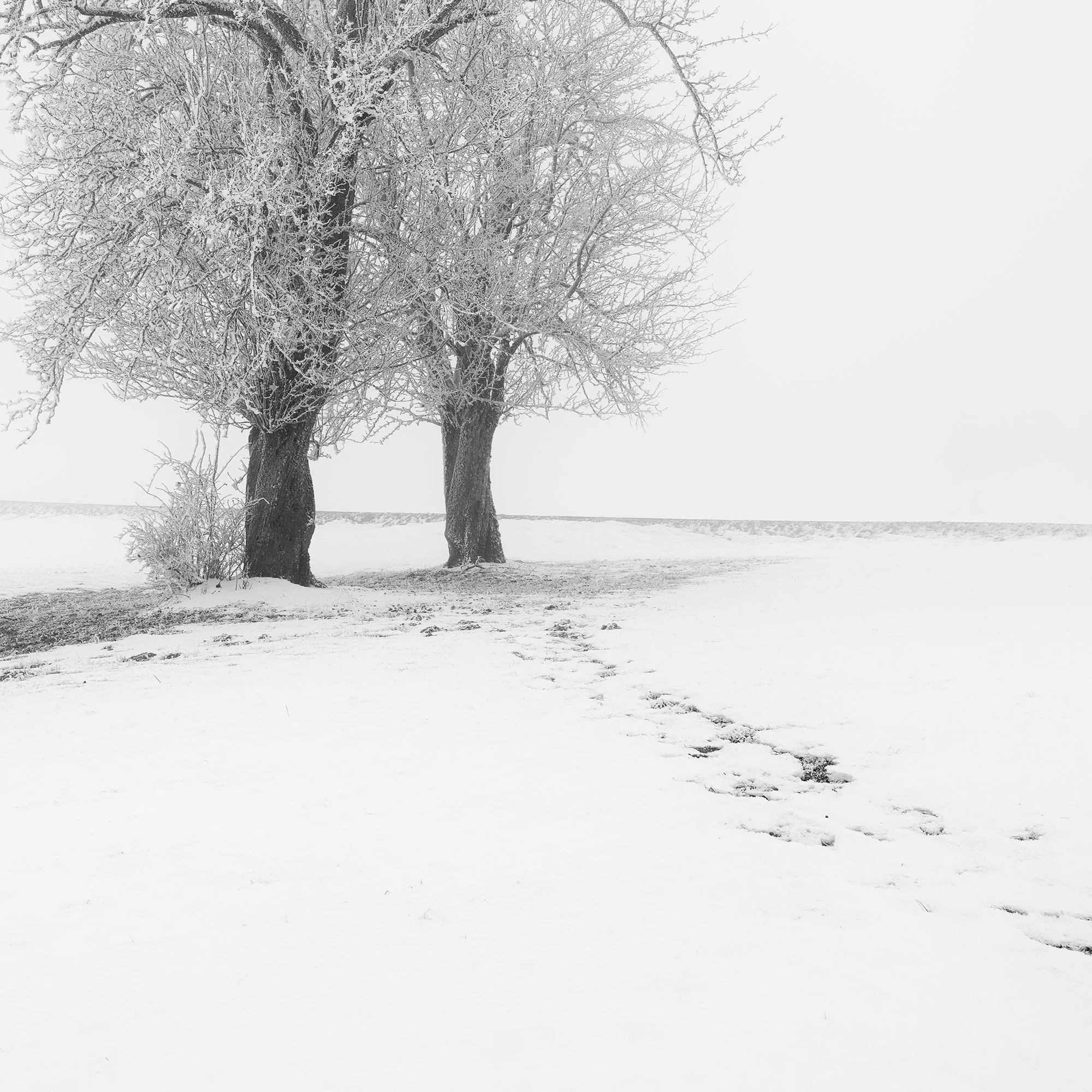 Cropped detail of two frost-covered trees and curved tracks across the snowy Austrian landscape.