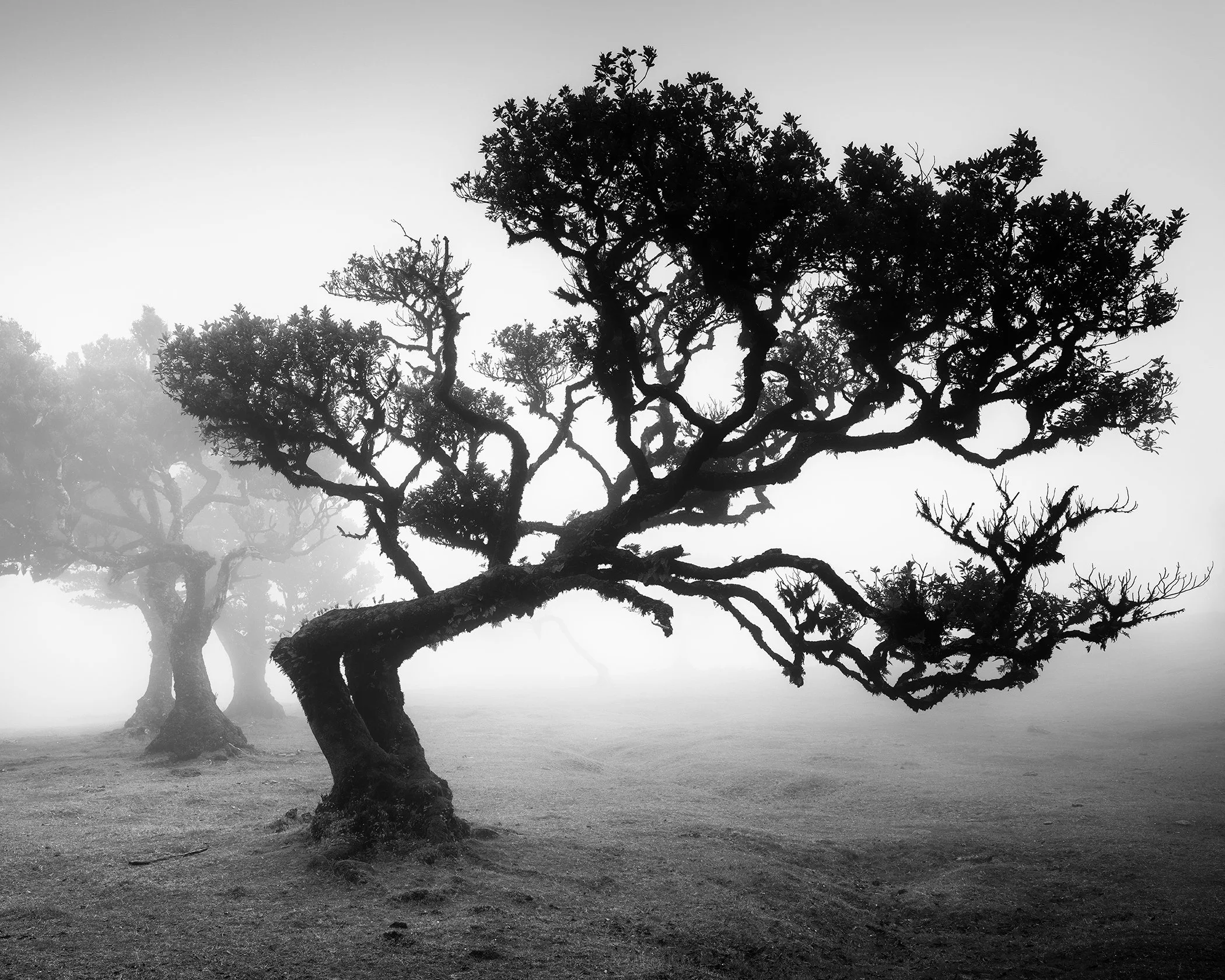 Ancient Laurisilva Forest Study 1, black-and-white fine art photograph of ancient laurel trees in dense mist in Fanal Forest, Madeira. Photo by Gerald Berghammer.