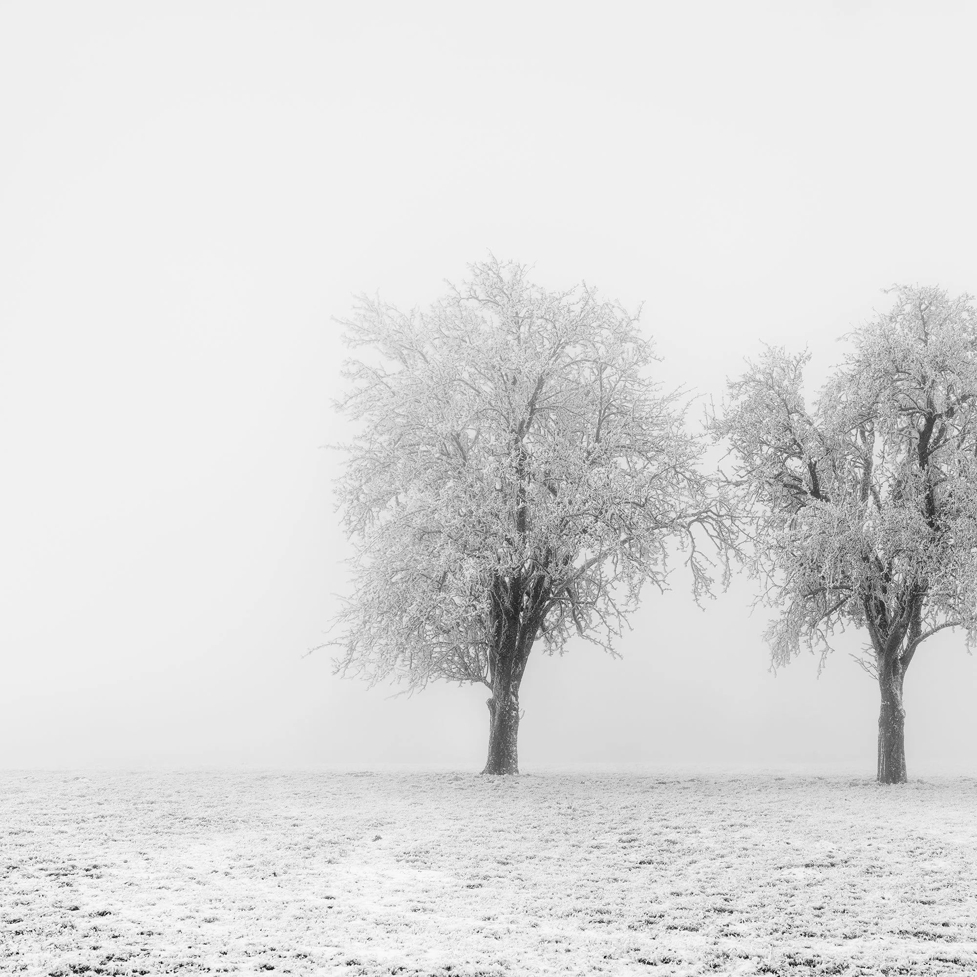Detail of Frozen Apple Trees Panorama Study 2 showing frost-covered apple trees in a misty Austrian winter landscape by Gerald Berghammer.