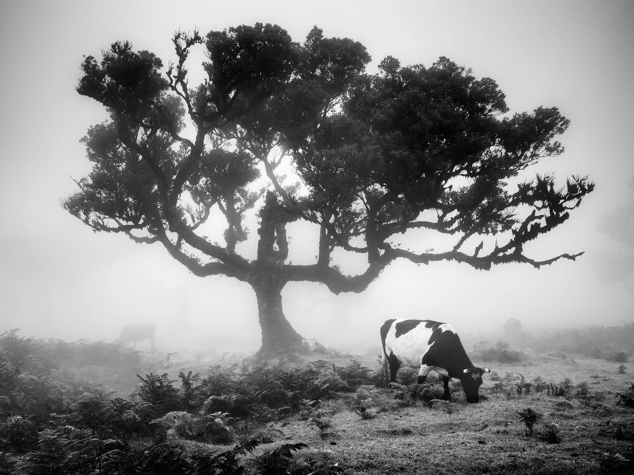 Atmospheric monochrome landscape of a lone tree in thick mist, with cows grazing across the meadow.
