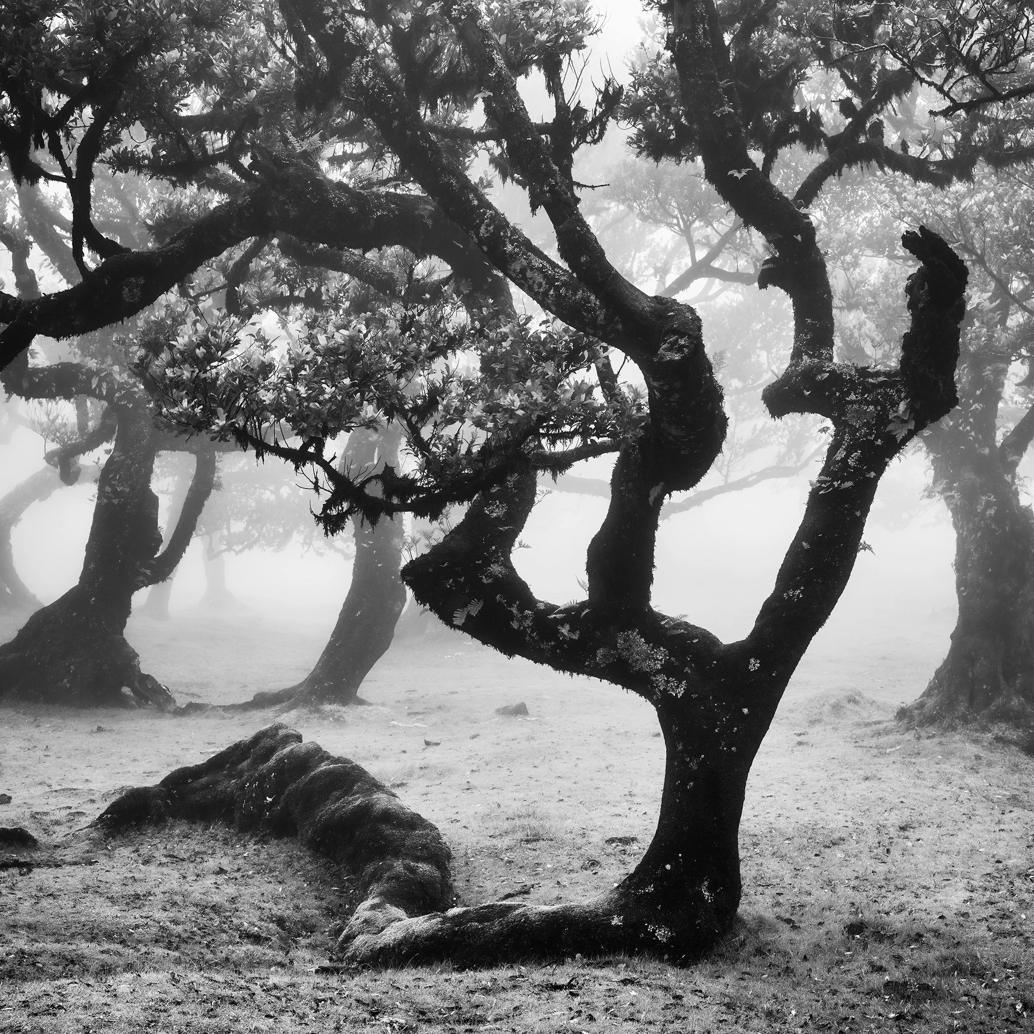 © 2021 Gerald Berghammer - Twisted ancient trees emerge from the mist in a primeval forest on Madeira Island, creating a calm, atmospheric scene with timeless character.