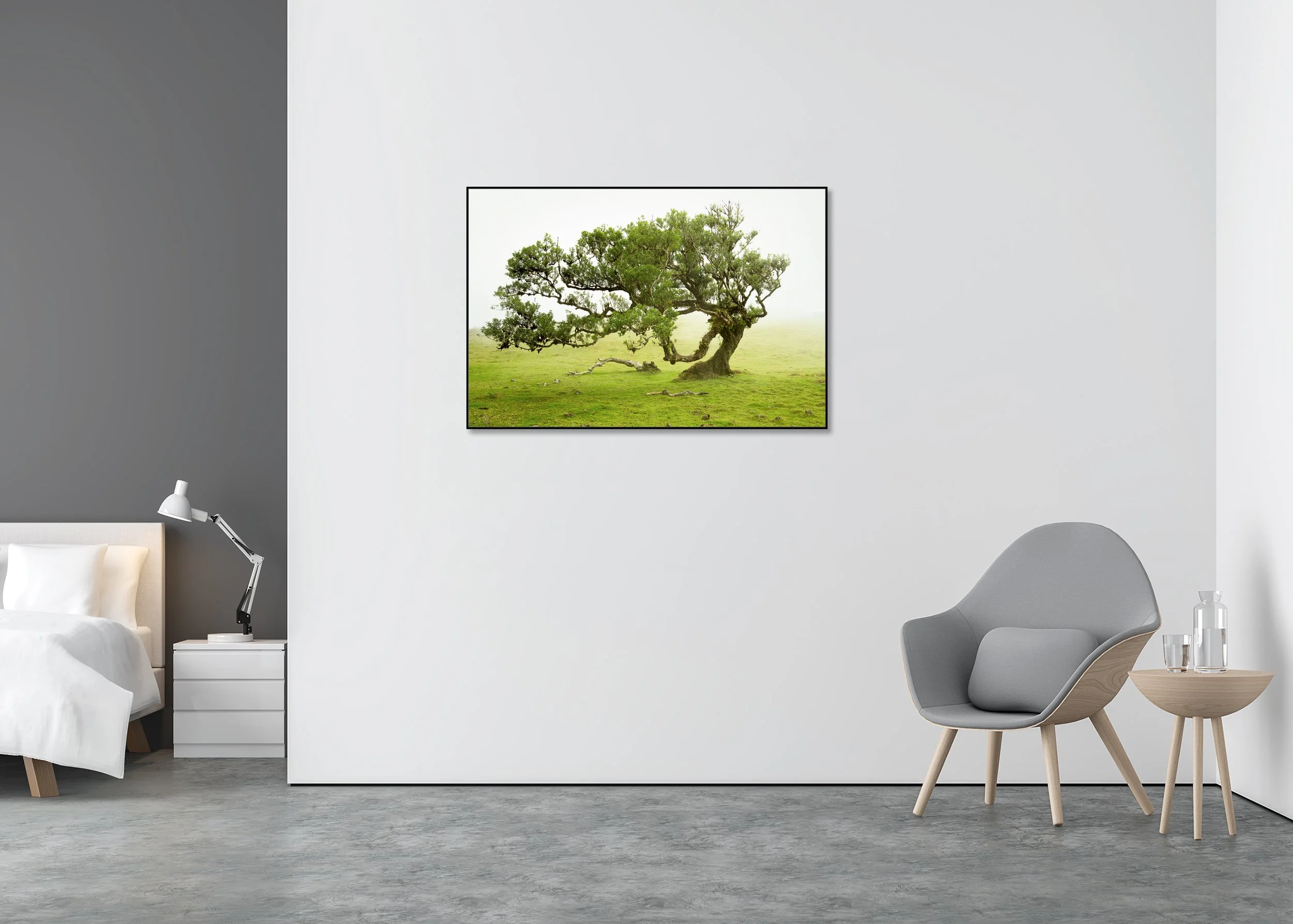 Wind-shaped laurel tree in fog and mist above a green meadow, Madeira, Portugal, ChromaLuxe metal print in aluminium ArtBox frame.