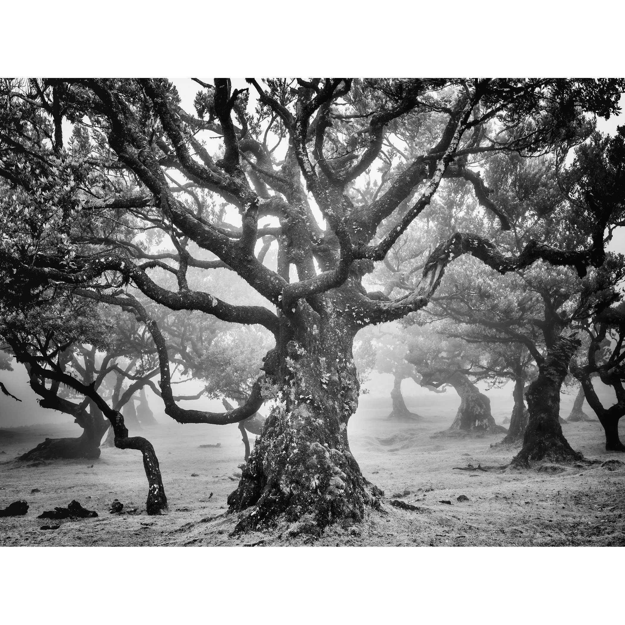Ancient laurel tree with sprawling branches in the misty Laurisilva Forest of Fanal, Madeira, black-and-white photograph by Gerald Berghammer.