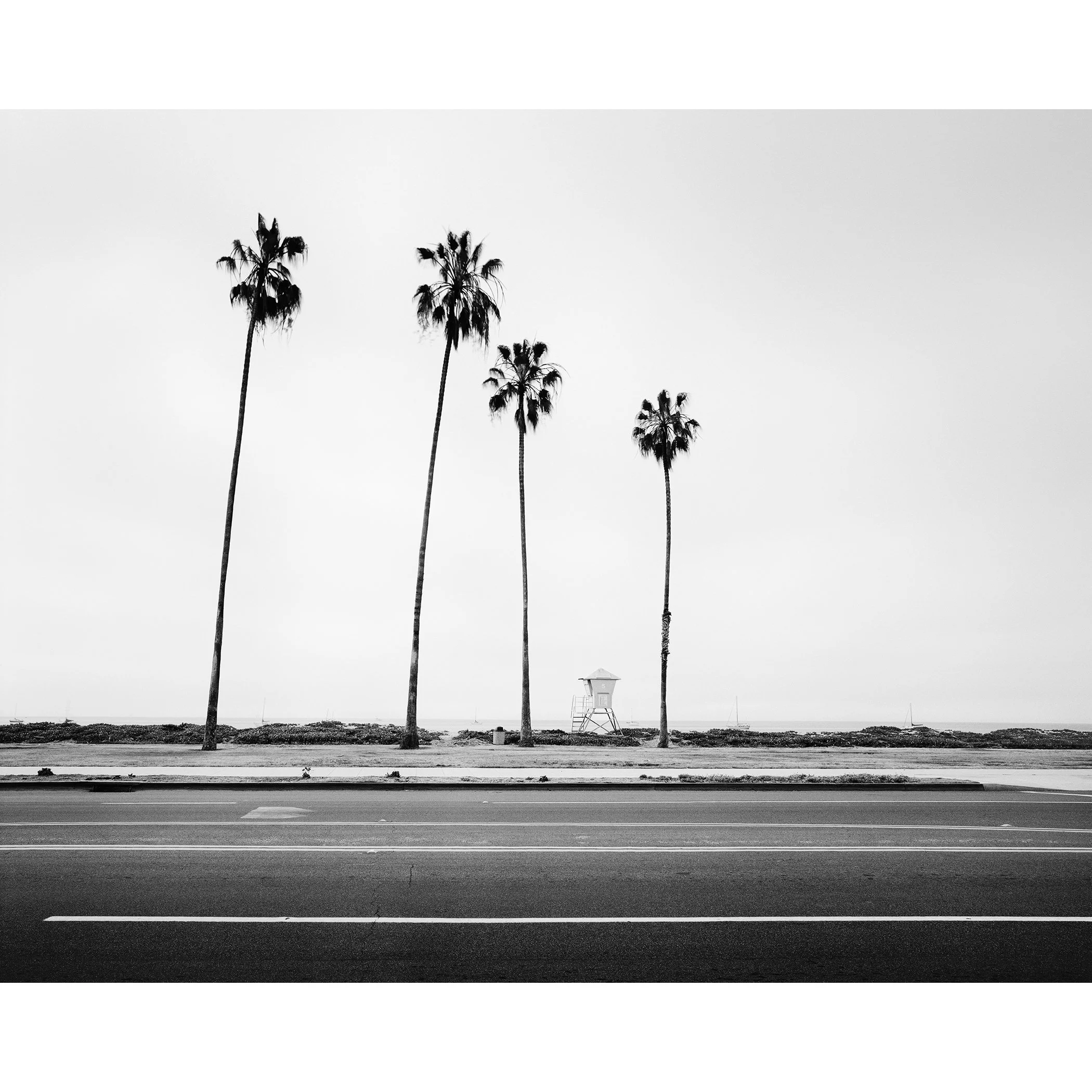 Palm Tree Study 4, a minimalist black-and-white photograph of four palm trees and a lifeguard tower in Santa Barbara, California, by Gerald Berghammer.