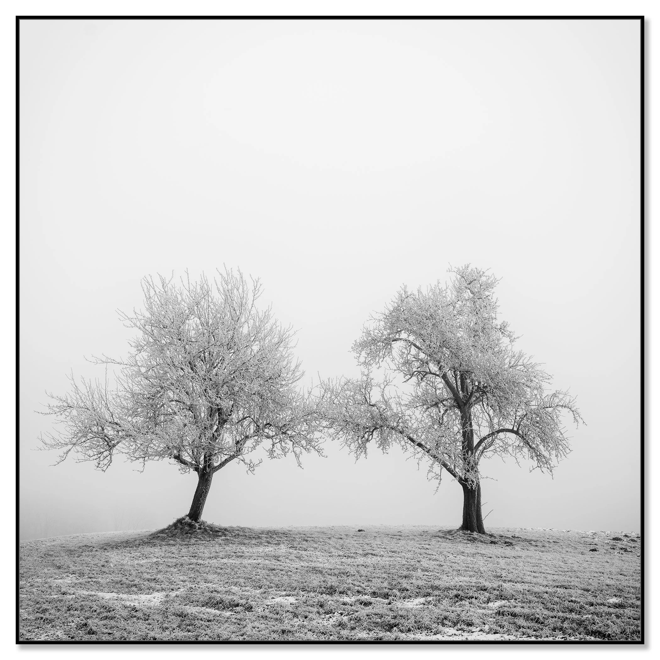 Two frost-covered trees in a quiet winter landscape, their branches reaching towards each other – framed ArtBox black