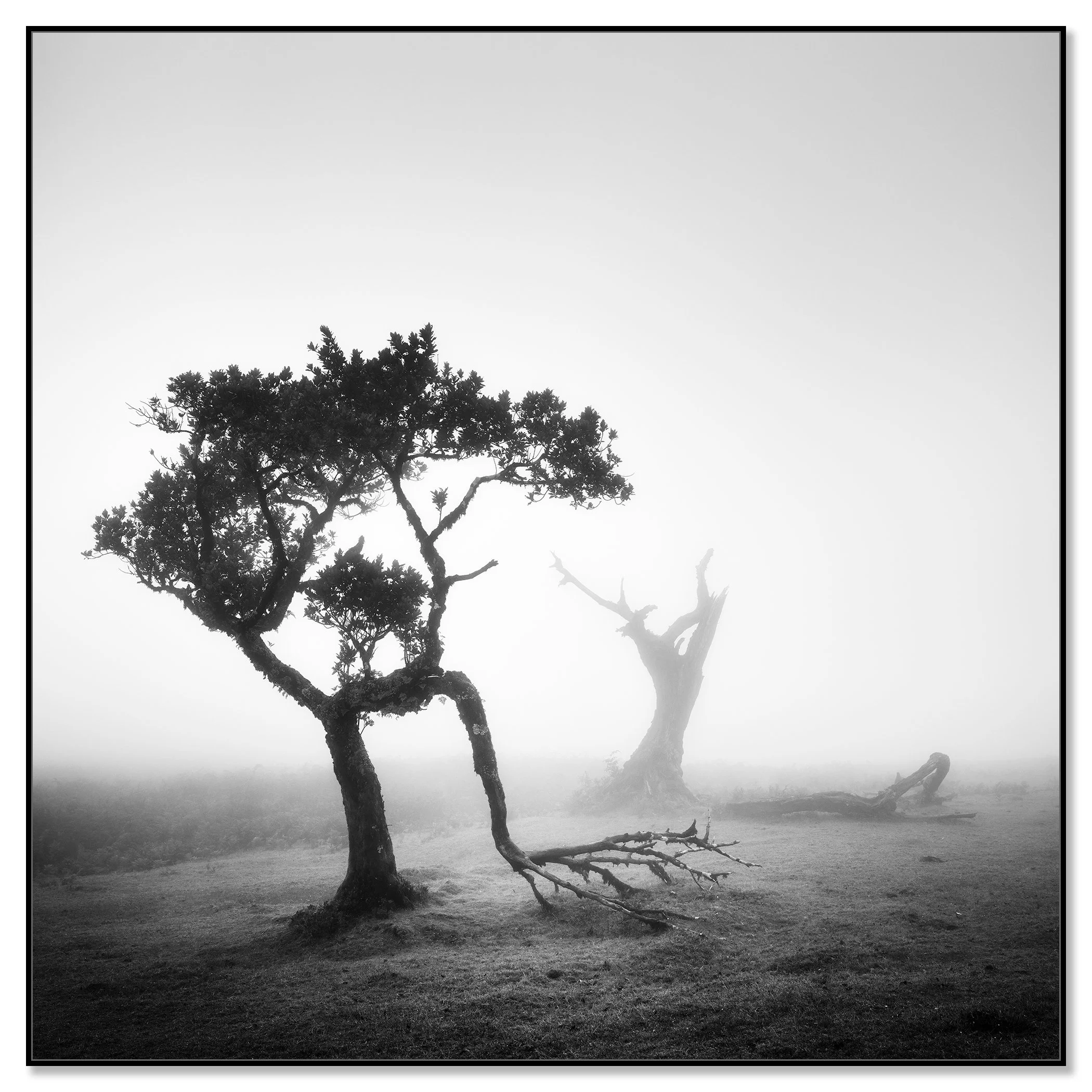 Ancient Laurel Cloud Forest Study 1, black-and-white fine art photograph in a black aluminium ArtBox frame by Gerald Berghammer.