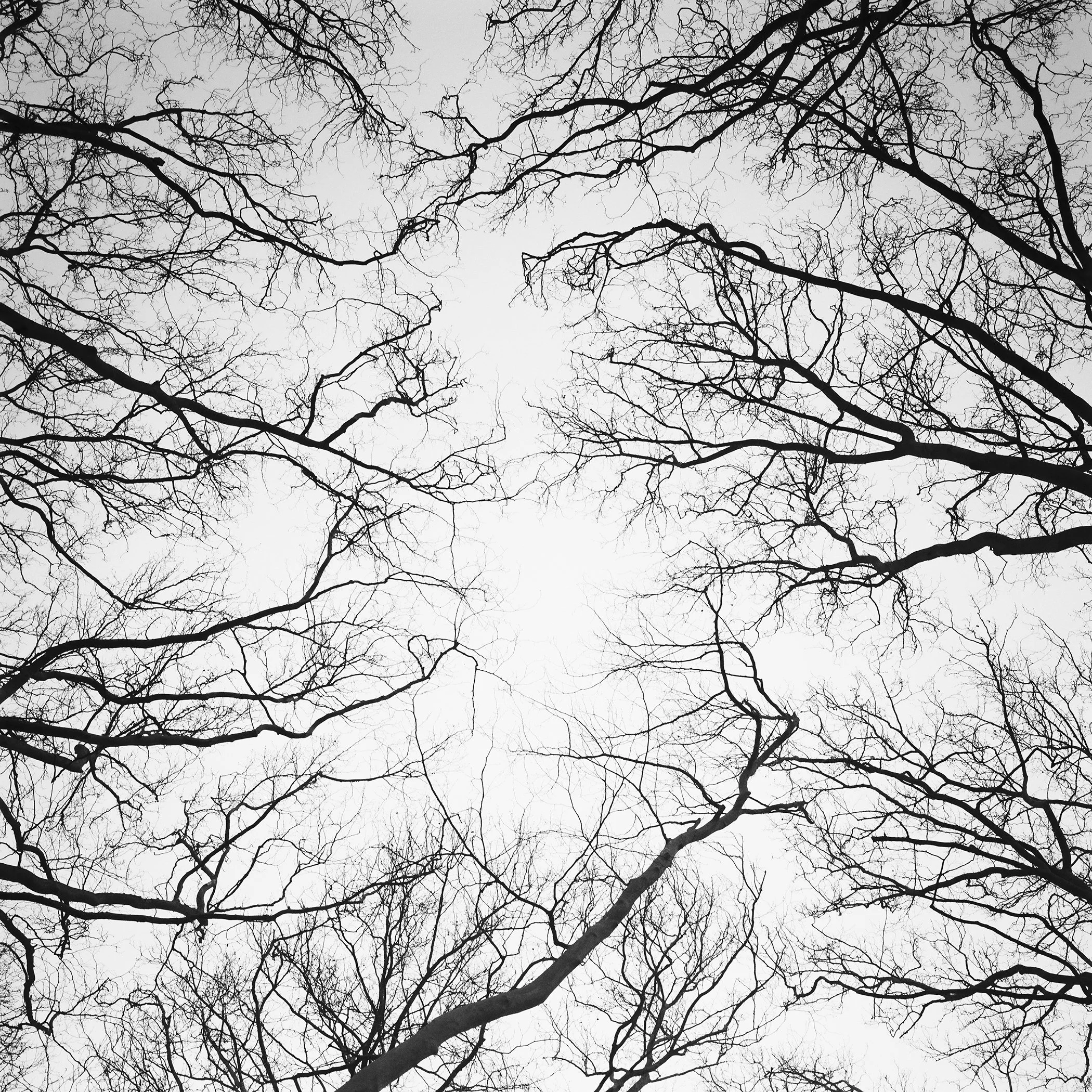 © 2017 Gerald Berghammer - Black and white abstract landscape photography. Leafless tree branches against a gray sky, looking up from the ground, Paris.