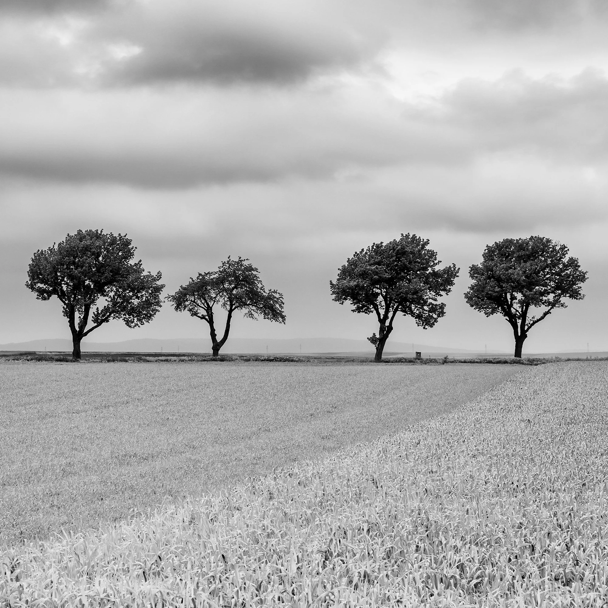 © 2023 Gerald Berghammer - Black and white landscape photography. Field with uniform crops, seven evenly spaced trees in the distance, and a cloudy sky overhead. Print detail 3