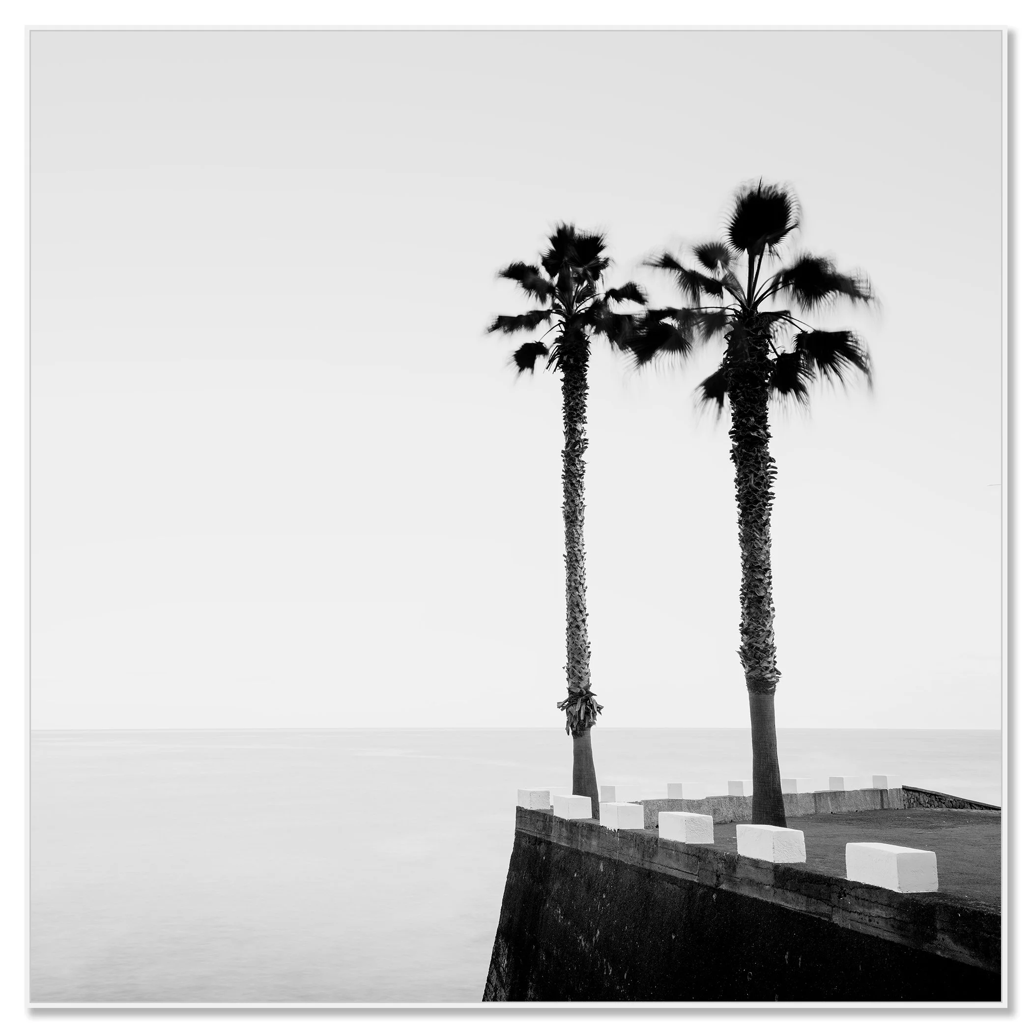 Black and white photo of two palm trees beside a coastal wall overlooking a calm sea – framed ArtBox white