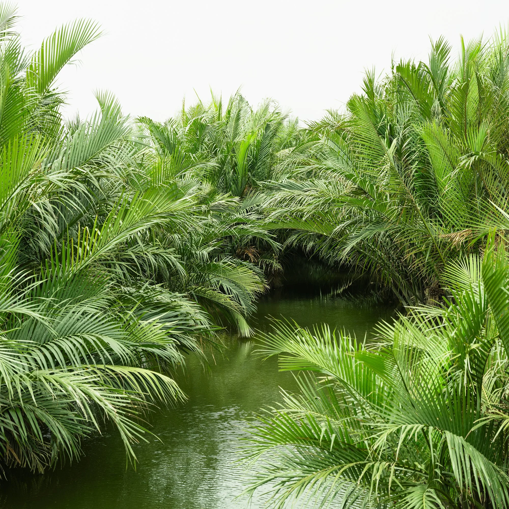 Gerald Berghammer - Color minimalist landscape photography. Lush tropical greenery with palm trees and a narrow waterway in the center. Print detail 2