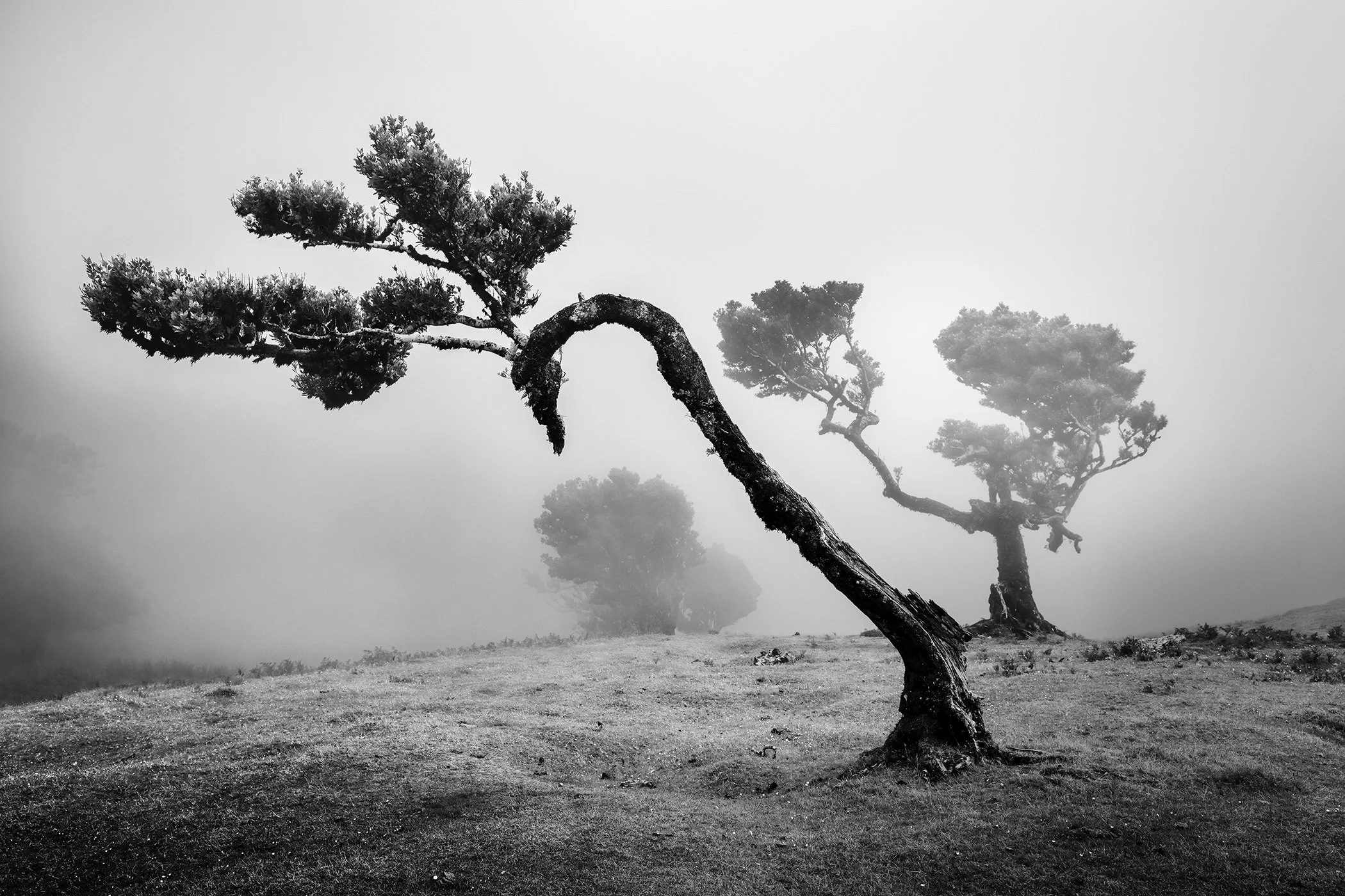Ancient Laurisilva Forest Study 2, black-and-white fine art photograph of ancient laurel trees emerging from mist at Fanal, Madeira.