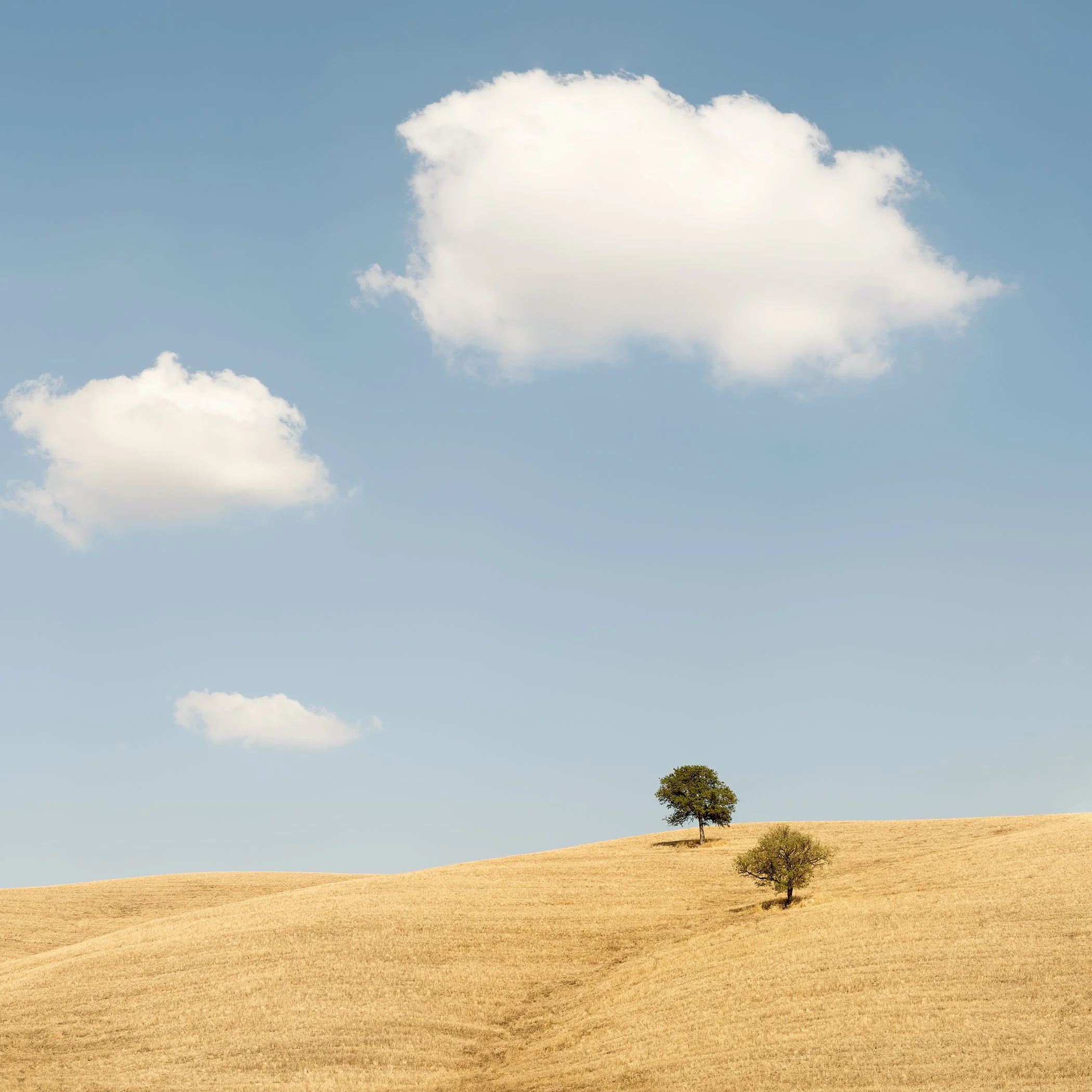 Peaceful Tuscan countryside with dry golden fields, scattered trees and fluffy clouds in a blue sky