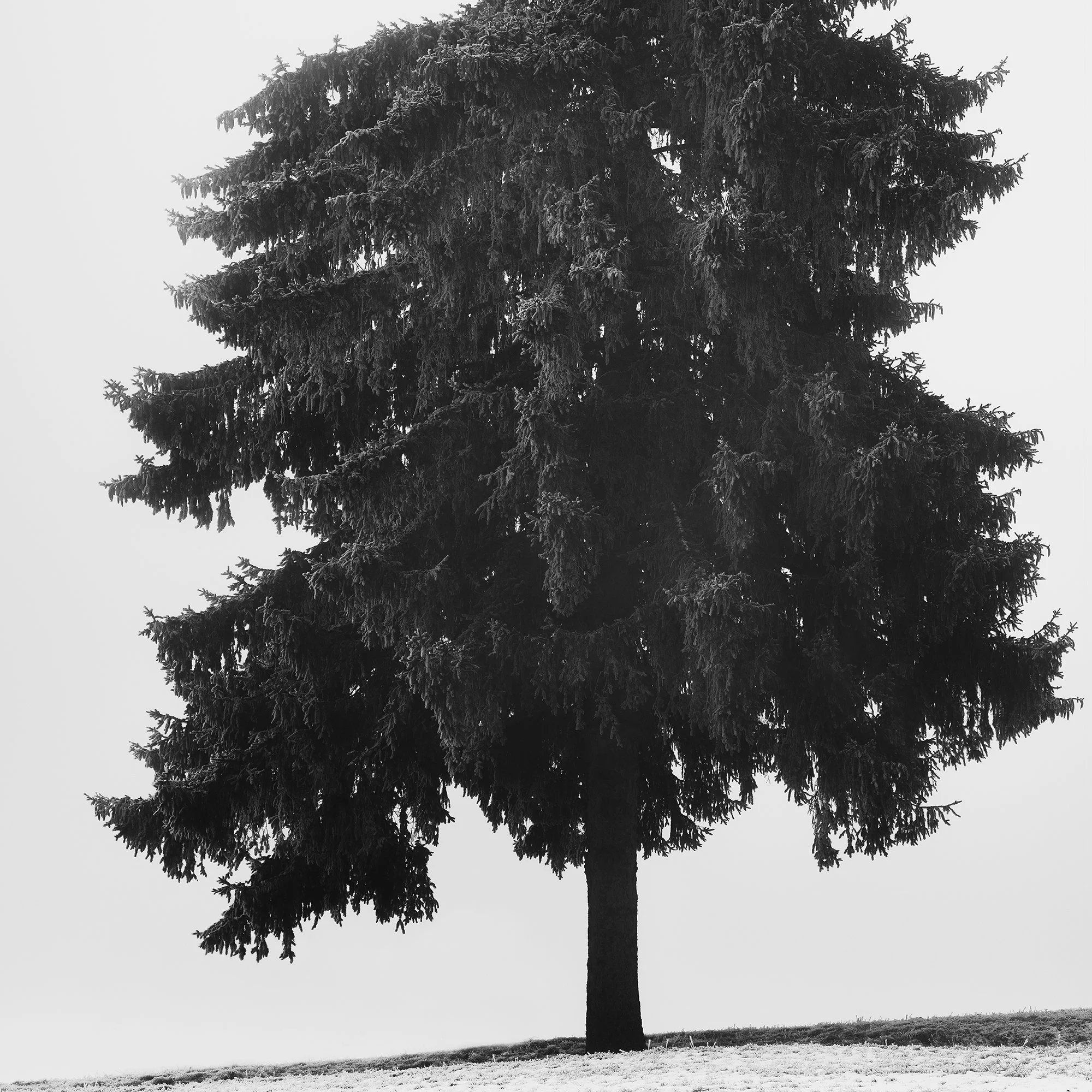 Close-up detail of the frost-covered evergreen tree in Christmas Tree Study 1 by Gerald Berghammer.