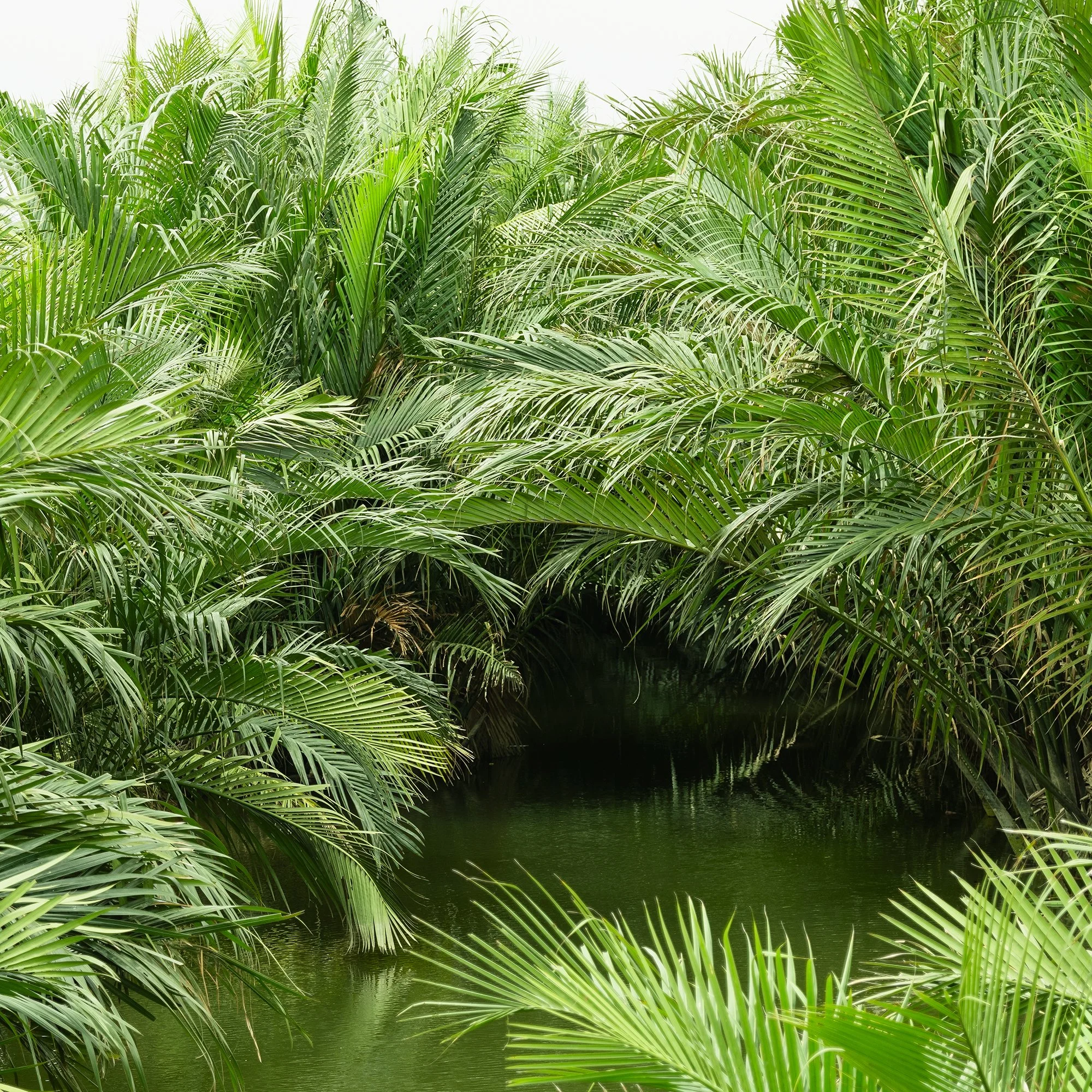 Gerald Berghammer - Color minimalist landscape photography. Lush tropical greenery with palm trees and a narrow waterway in the center. Print detail 3