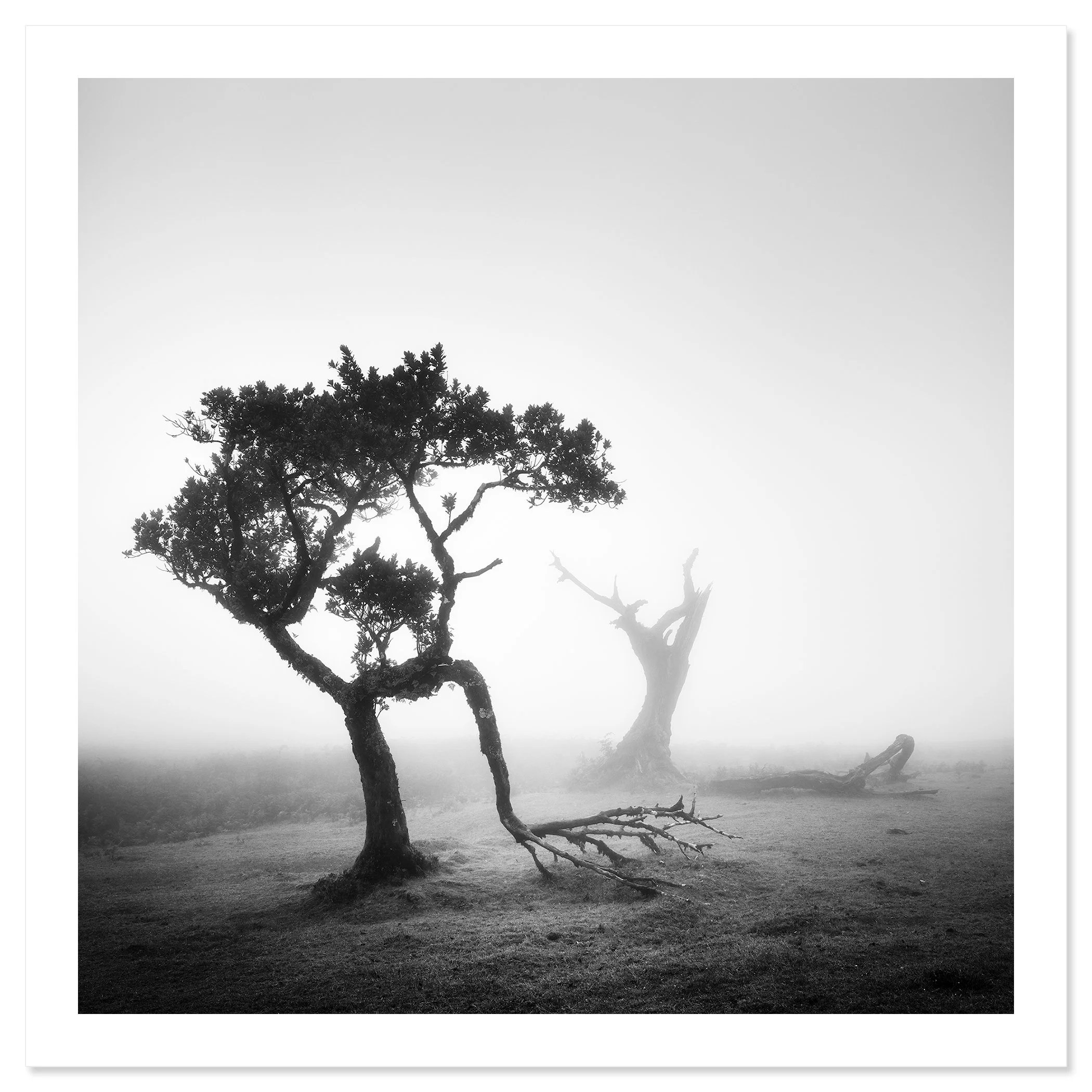 Ancient Laurel Cloud Forest Study 1, archival black-and-white fine art print with white border by Gerald Berghammer.