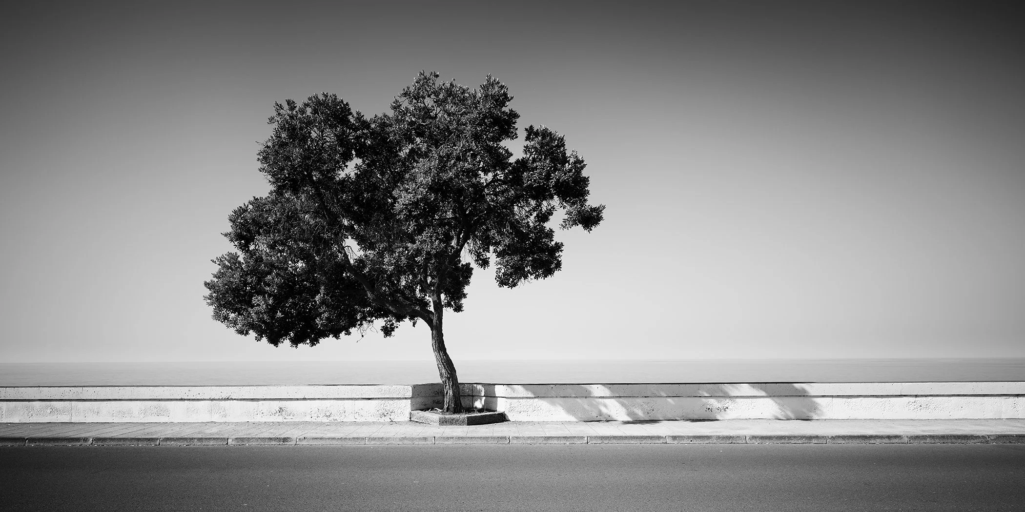 Tree by the Waterfront, minimalist black-and-white fine art photograph of a solitary tree beside the waterfront in Madeira, Portugal, by Gerald Berghammer.