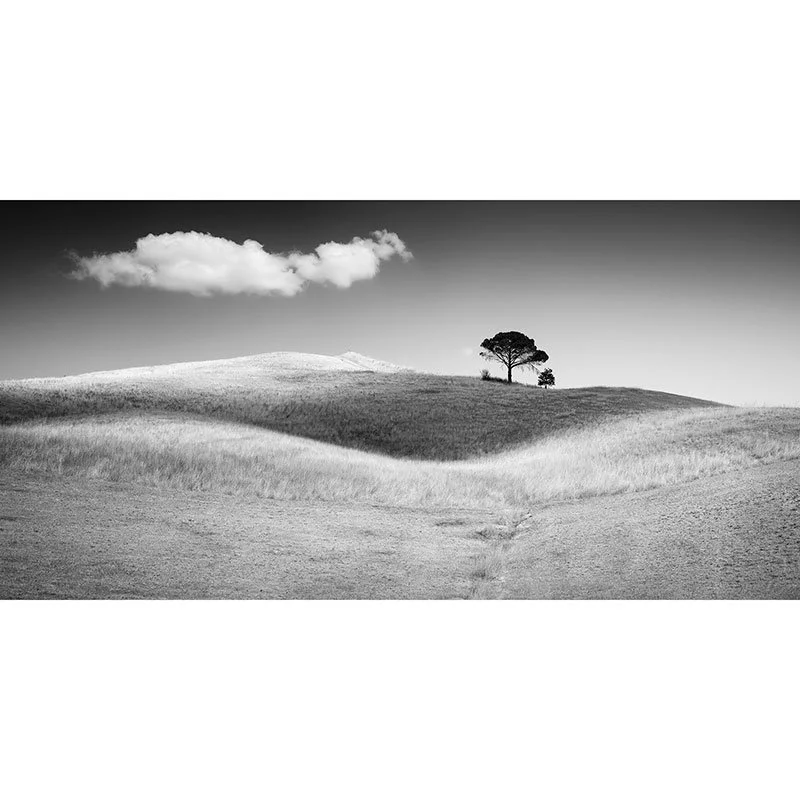 Italian Stone Pines Study 1 – Tuscany, Italy | Gerald Berghammer