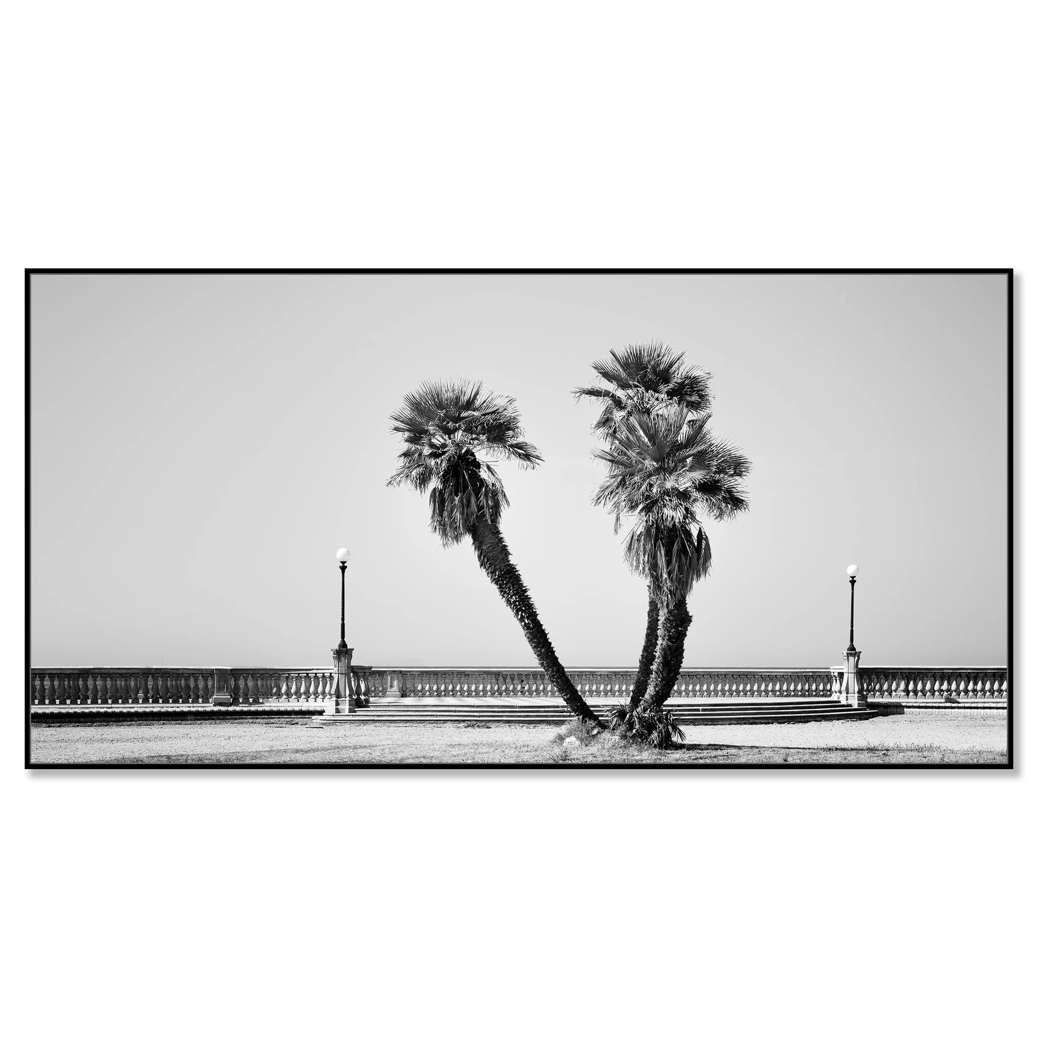 Black and white panoramic photo of two leaning palm trees on Terrazza Mascagni promenade, Tuscany, with balustrade – framed ArtBox black