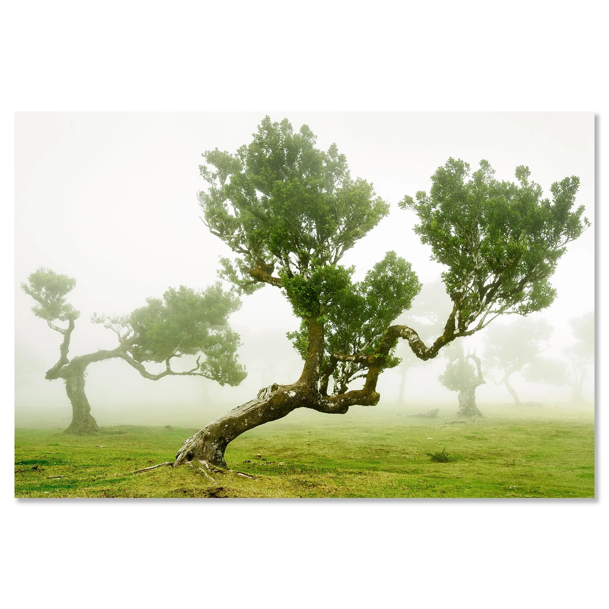 Wind-shaped trees in a green meadow wrapped in soft morning fog, creating a calm, atmospheric landscape – dibond frameless
