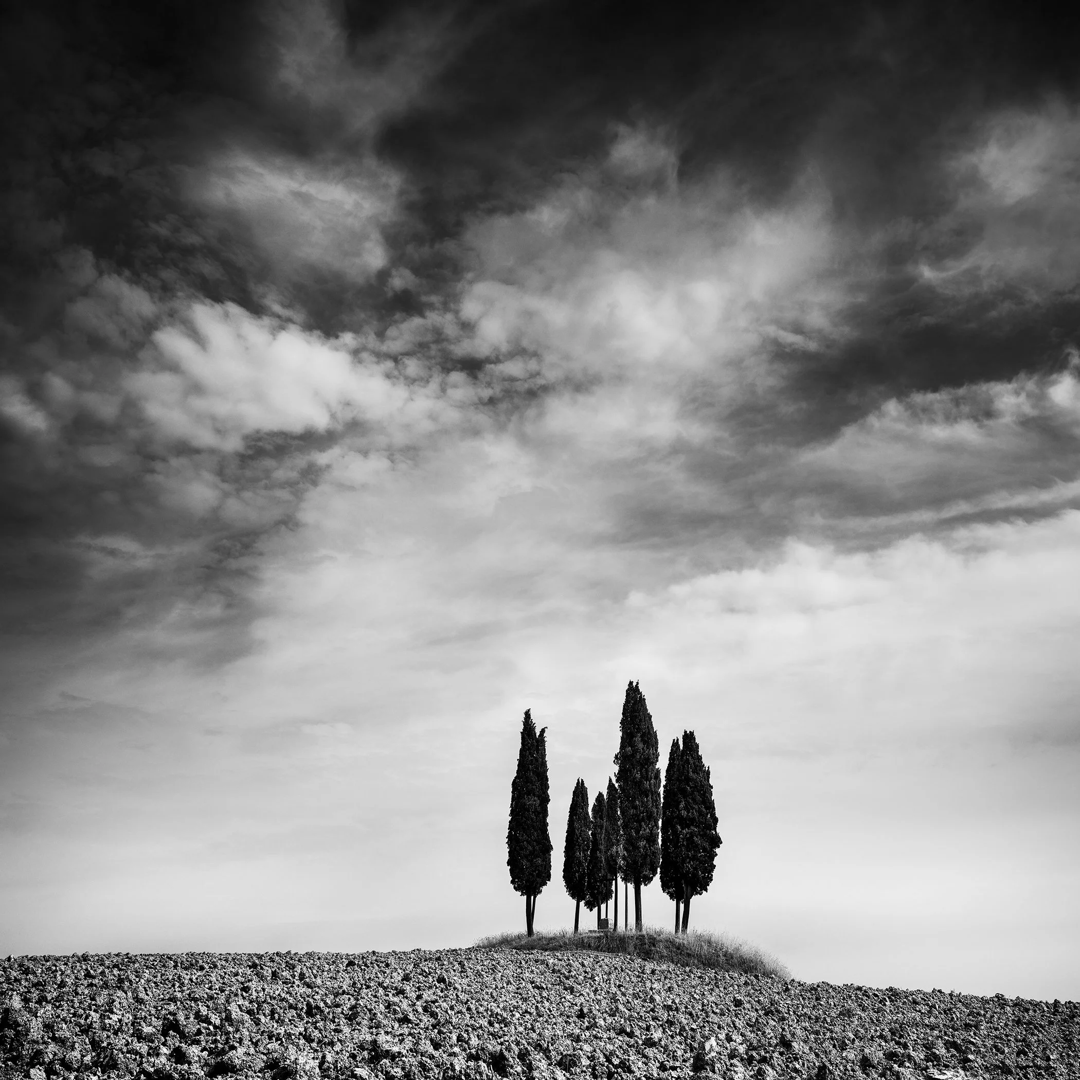 Monochrome countryside scene with a cluster of tall cypress trees under a dark cloudy sky