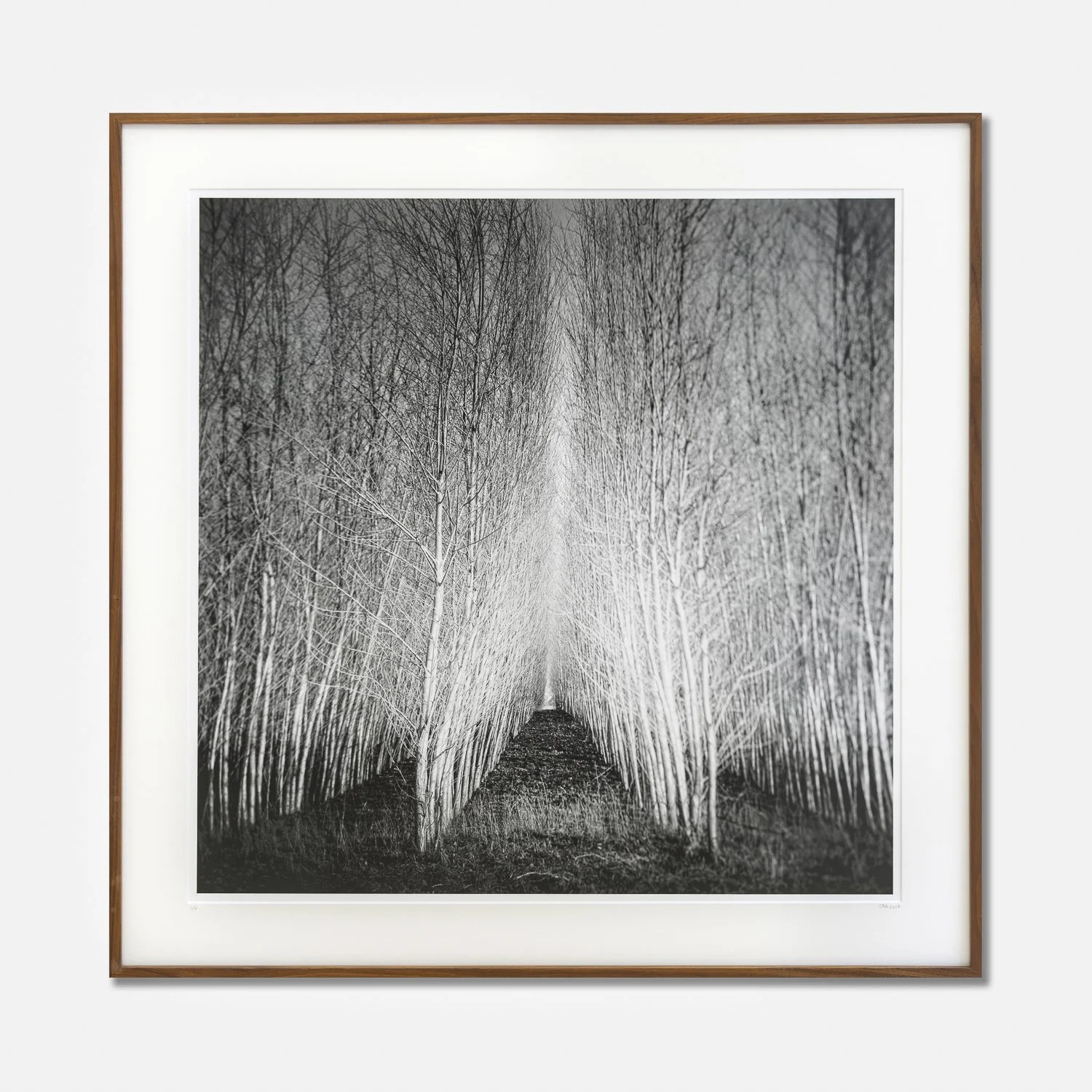 Populus Forest, Austria – original framed black-and-white gelatin silver print by Gerald Berghammer, edition 1/7.