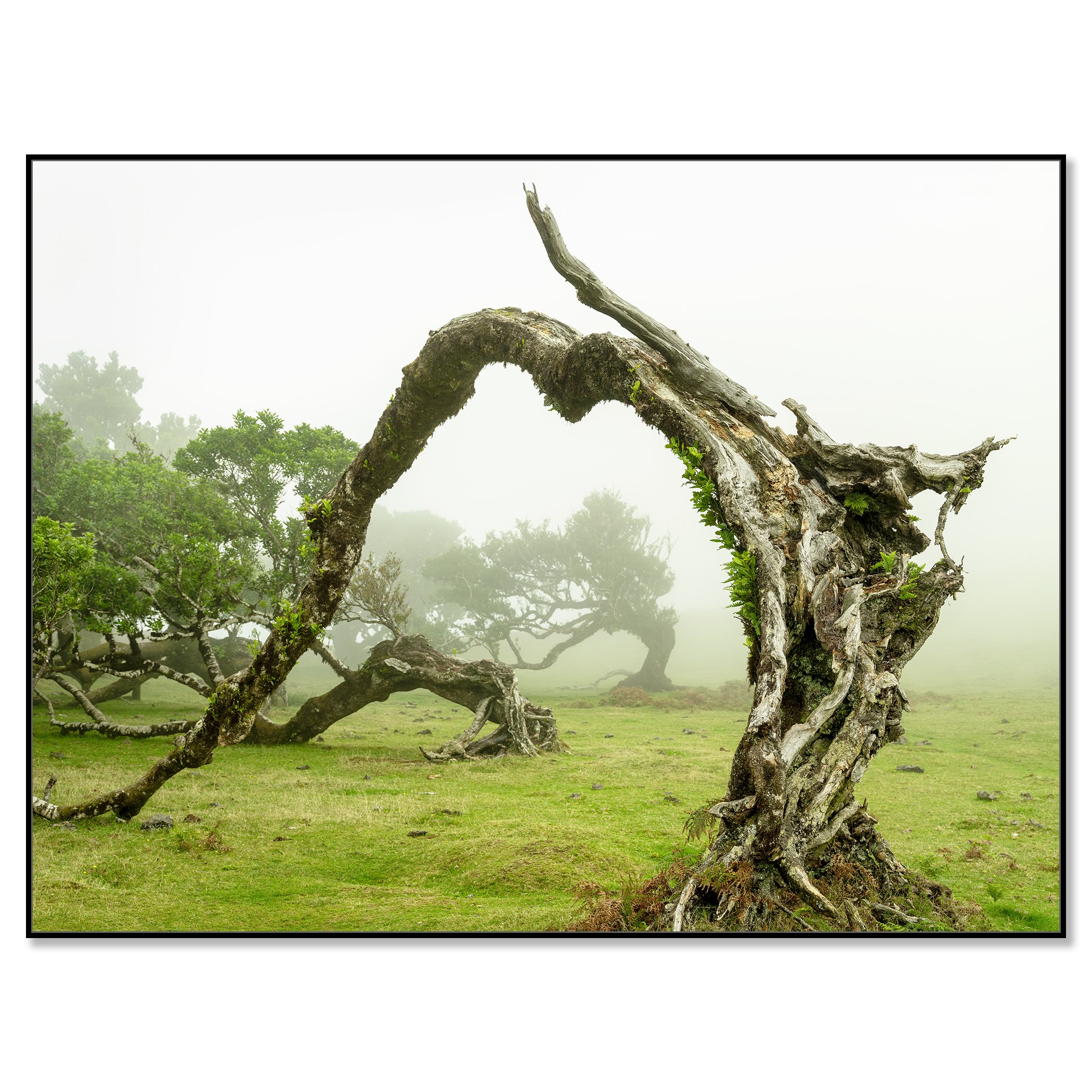 Sculptural twisted tree creating a natural arch in a foggy grassy landscape – framed ArtBox black