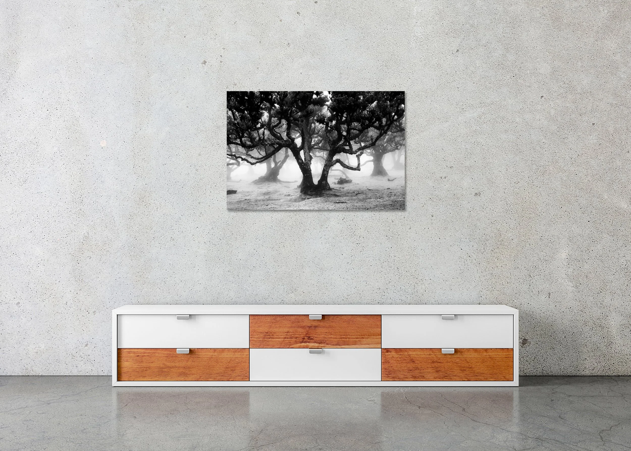 Moody black and white forest scene with ancient twisted trees, photo print mounted to Dibond, frameless