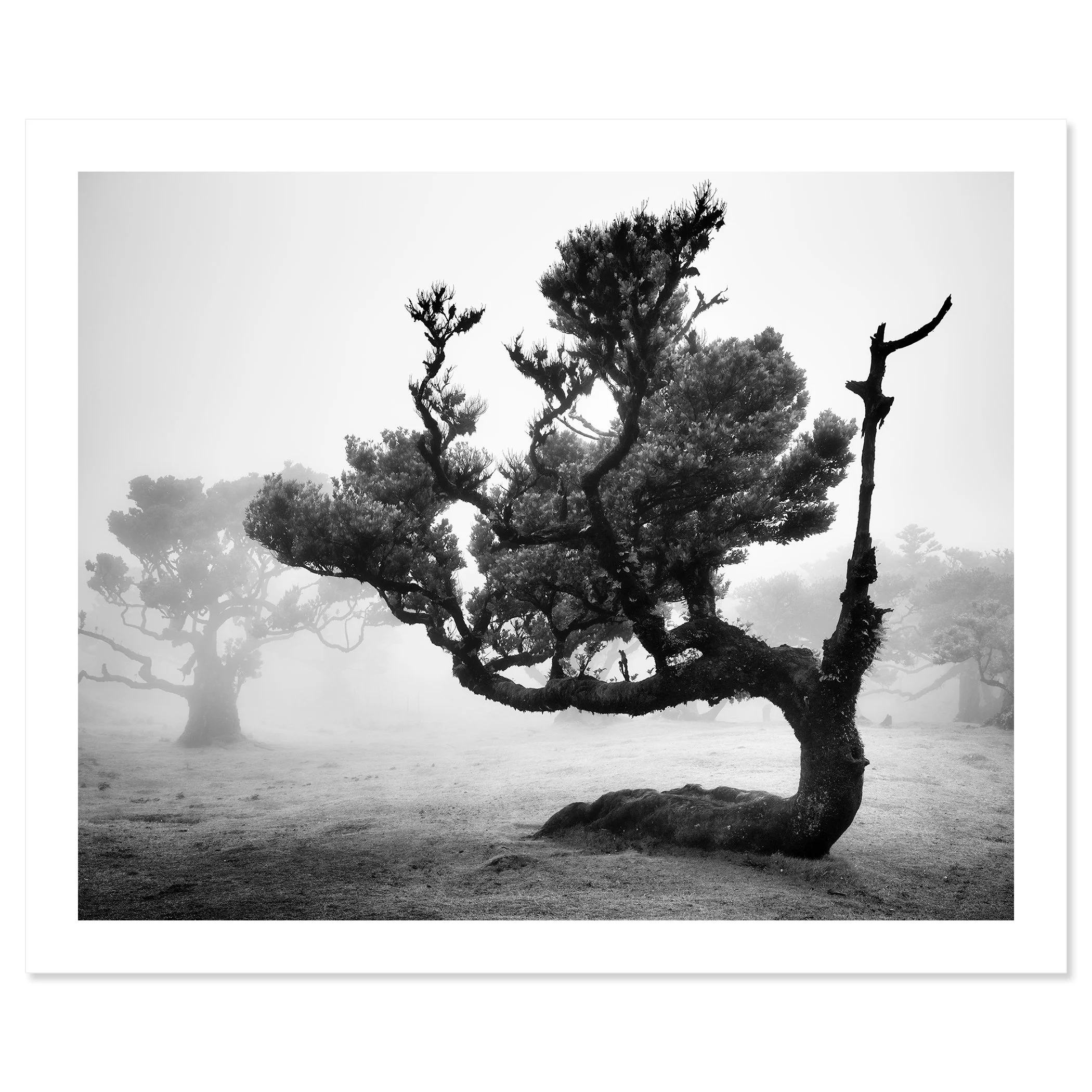 Ancient Laurisilva Forest Study 12 by Gerald Berghammer as a black-and-white archival pigment fine art print.