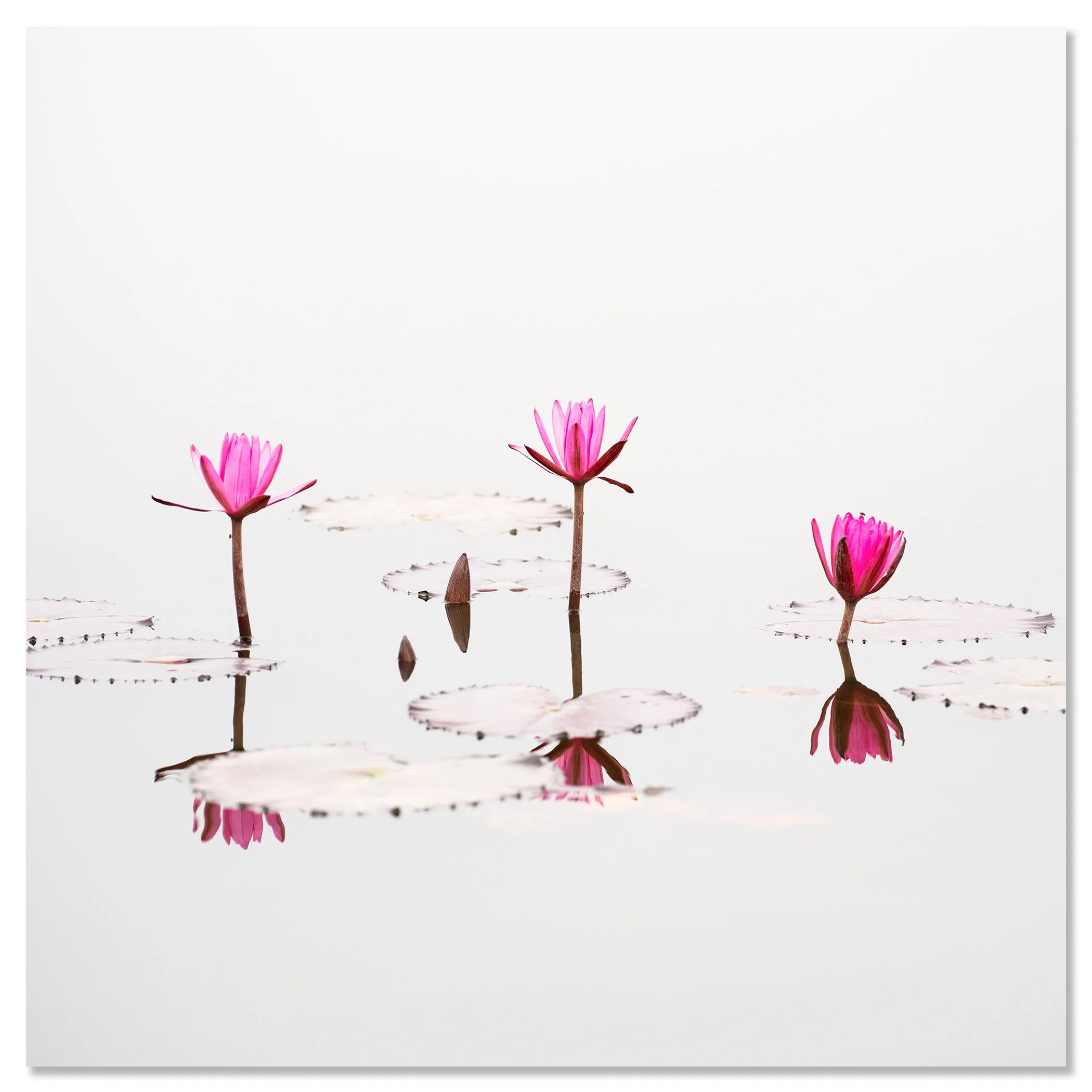Nelumbo nucifera, Study 1 – Vietnam, colour photograph mounted on frameless aluminium Dibond.