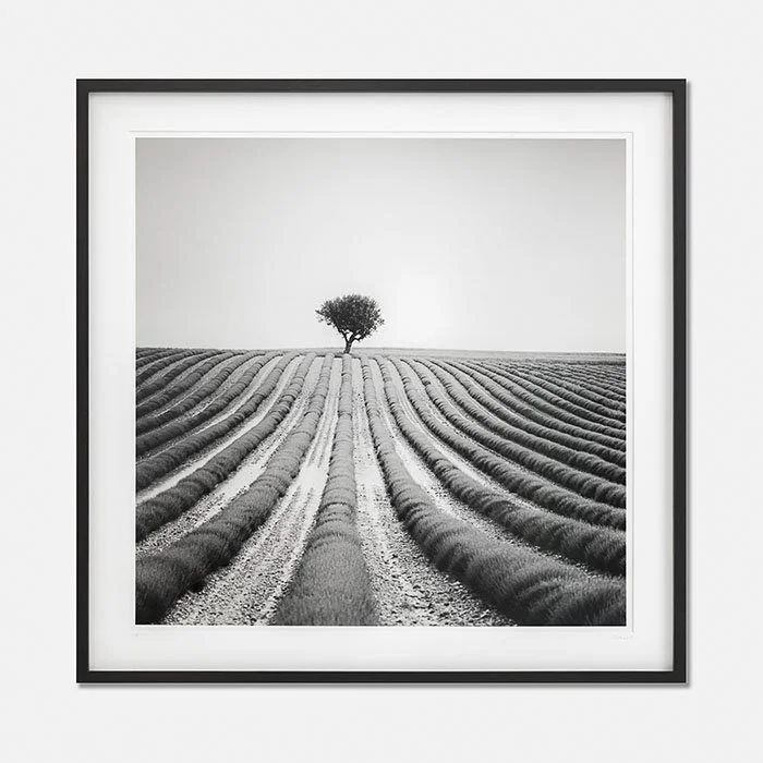 Lonely Tree in Lavender, France, Edition 1/9