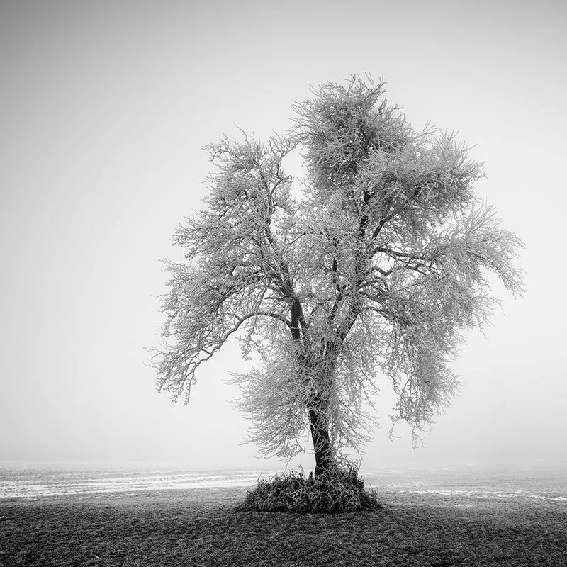 Hoarfrosted Lonely Tree, Study 1 – Austria | Gerald Berghammer