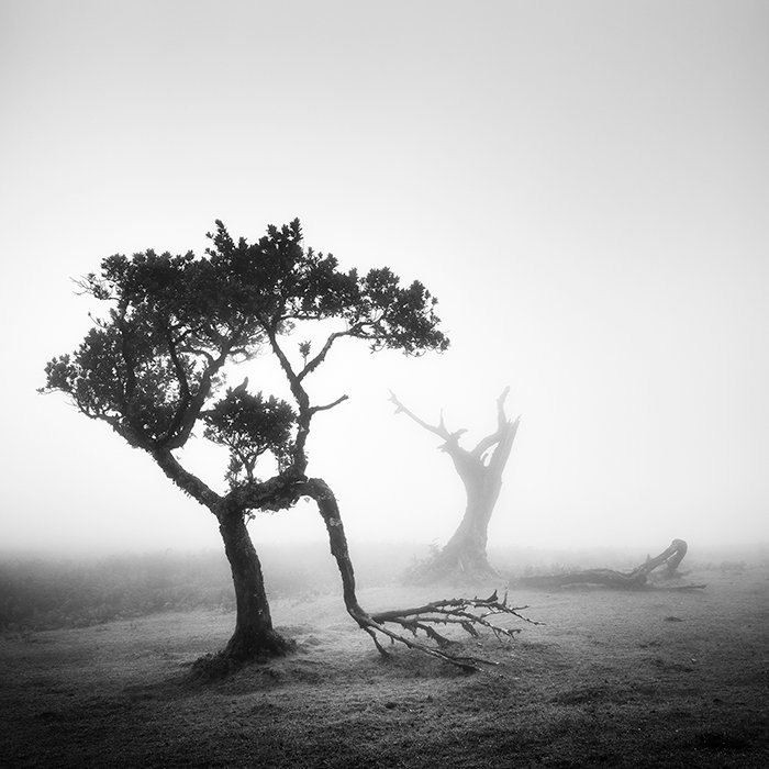 Ancient Laurel Cloud Forest Study 1 – Portugal | Gerald Berghammer