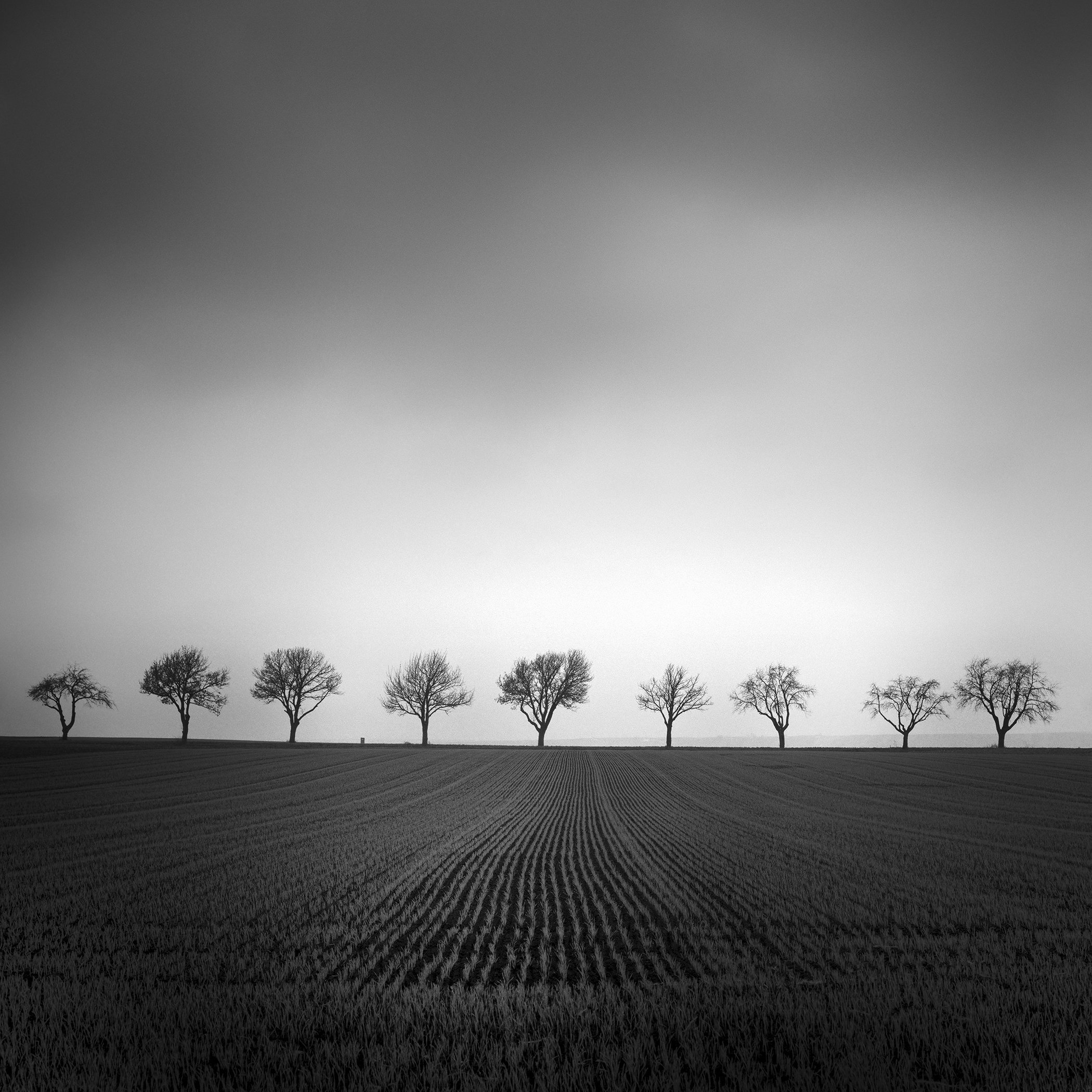 Minimalist monochrome countryside scene showing parallel crop lines leading to leafless trees beneath a dramatic sky