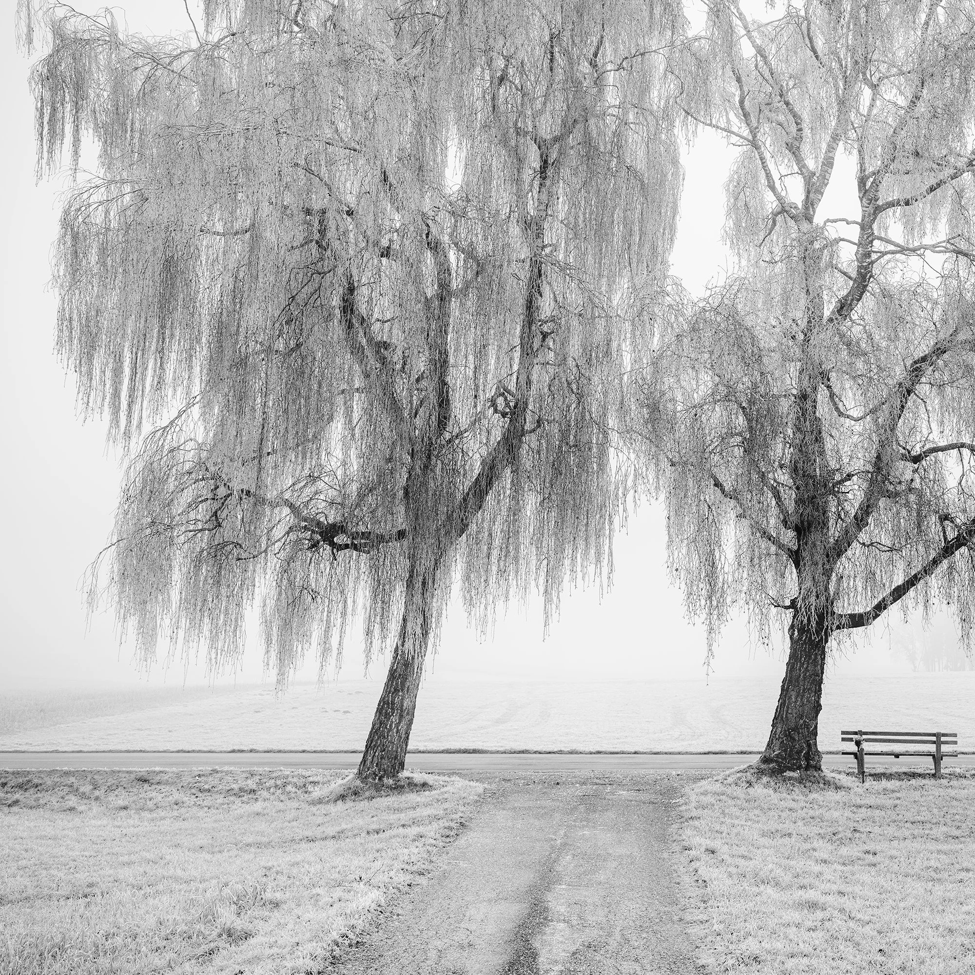 Detail of Place to Linger, Winter Study 1 showing two frost-covered trees and a solitary bench by Gerald Berghammer.