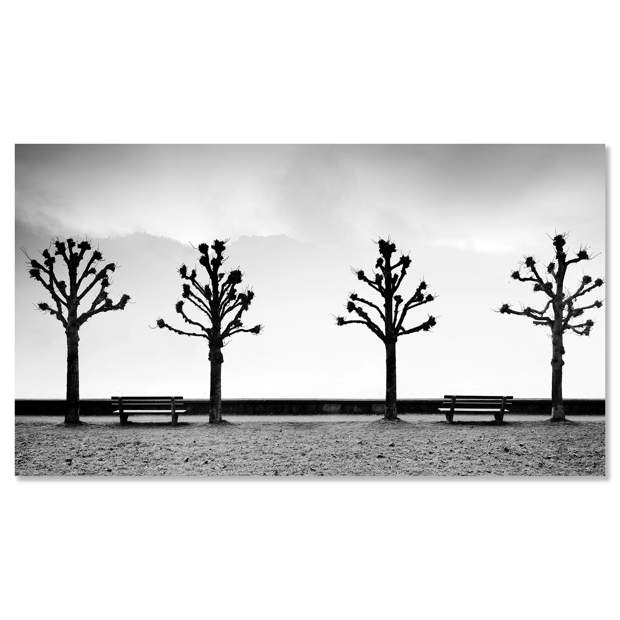 Esplanade with Chestnut Trees by Gerald Berghammer, black-and-white Dibond print in a black aluminium ArtBox frame.