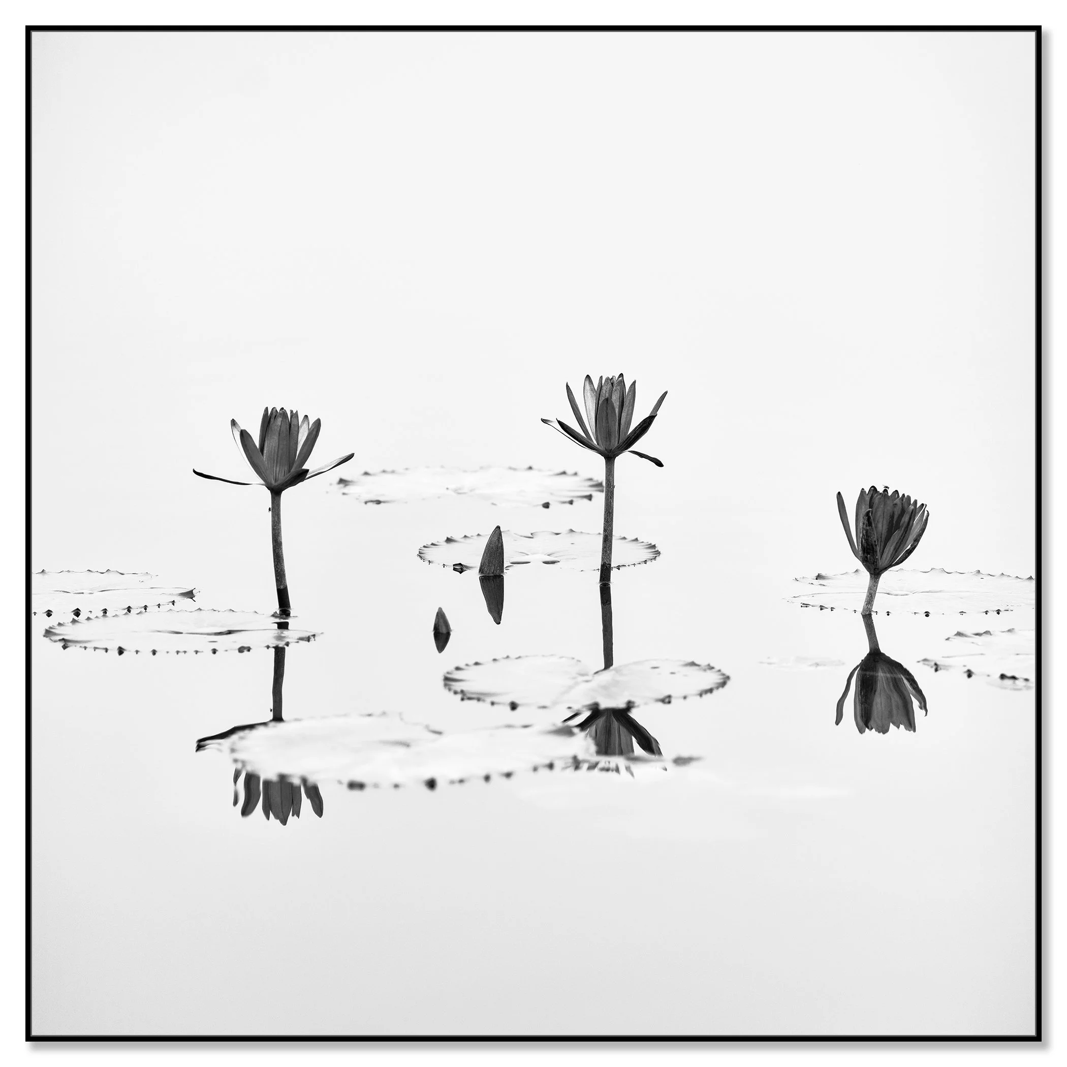 Lotus Flower Study 1 – black-and-white lotus flower photograph on aluminium Dibond in a black ArtBox frame by Gerald Berghammer.