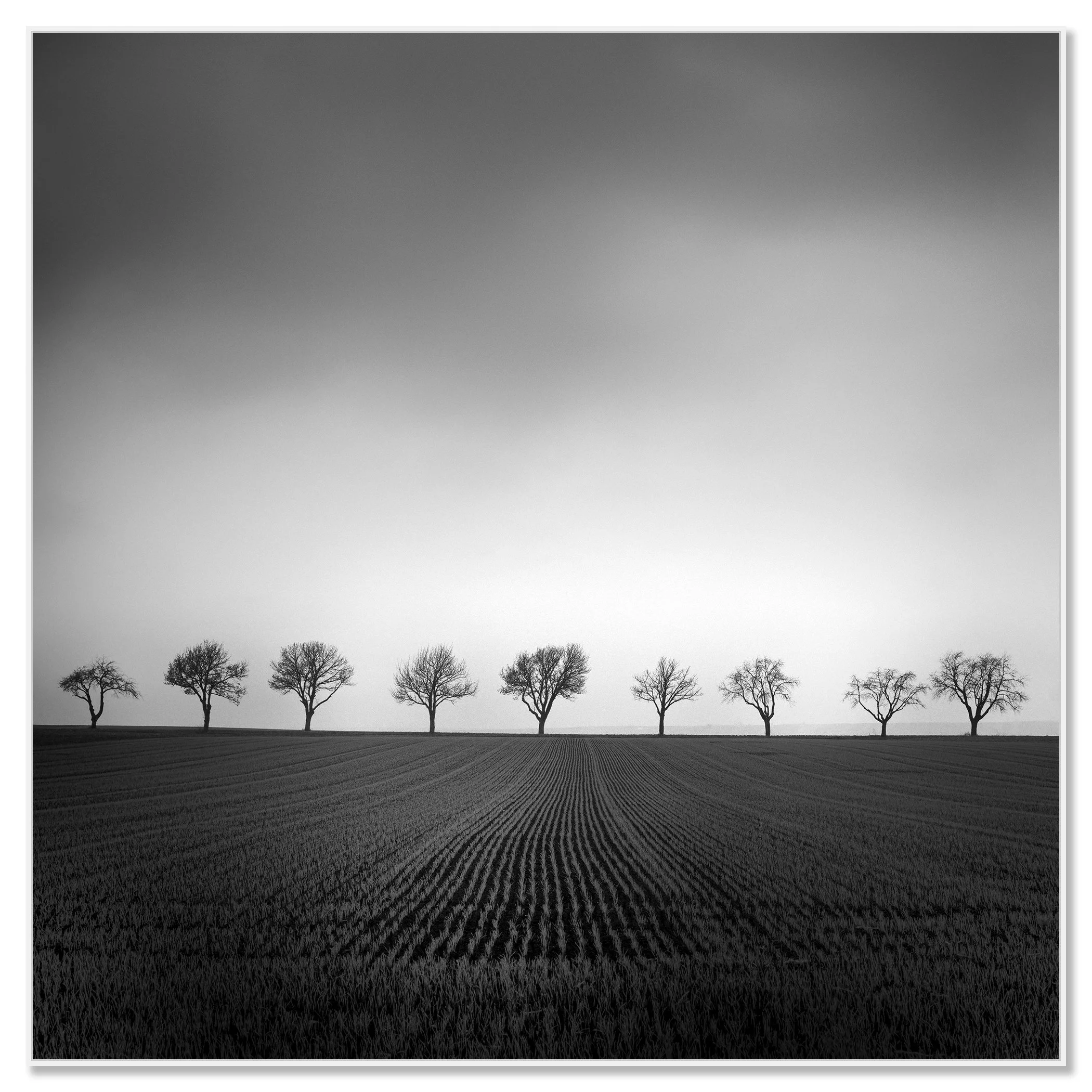 Nine Cherry Trees Study 2 – black-and-white photograph on aluminium Dibond in a white aluminium ArtBox frame by Gerald Berghammer.